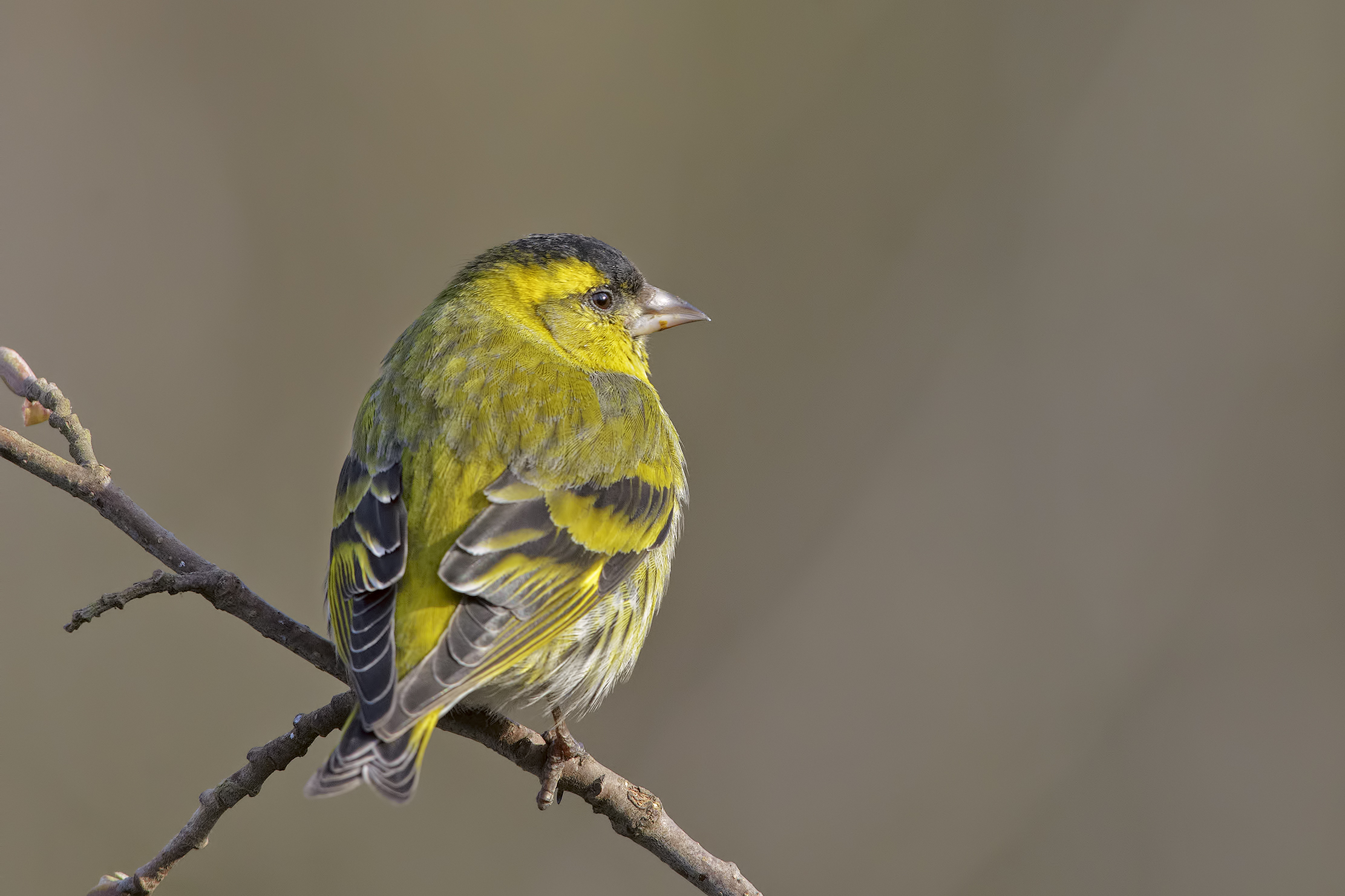 Siskin