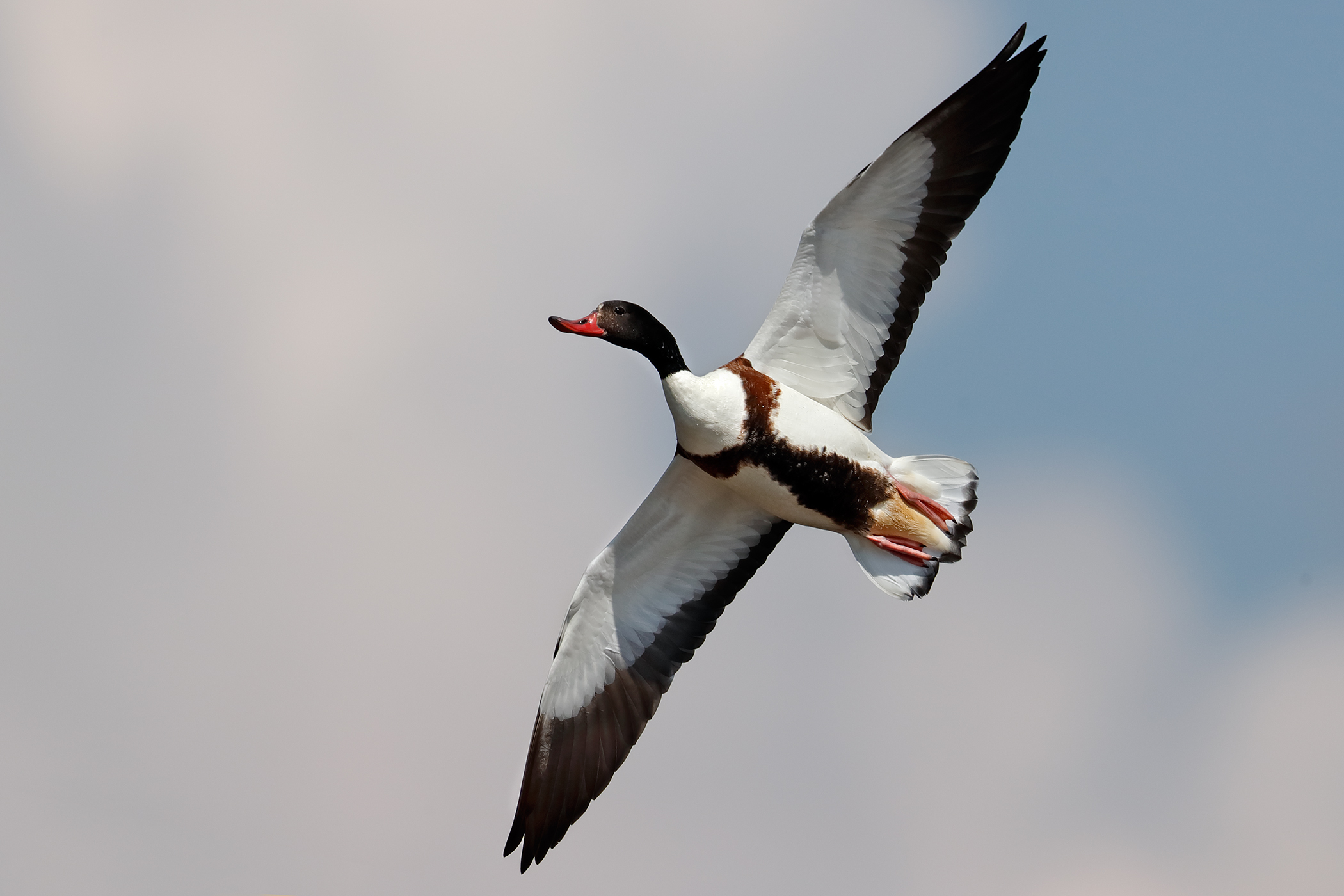 shelduck