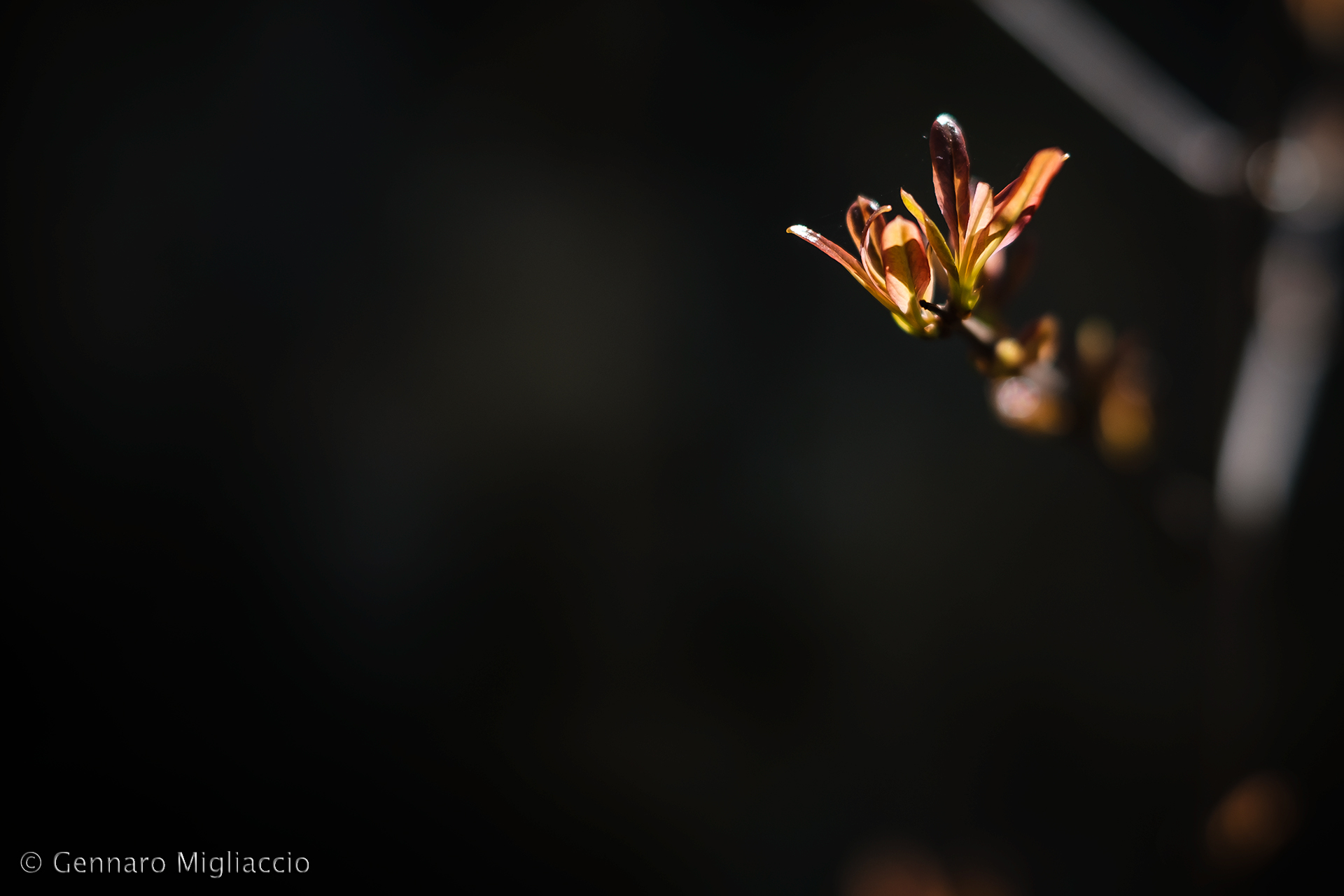 Fioritura in controluce
