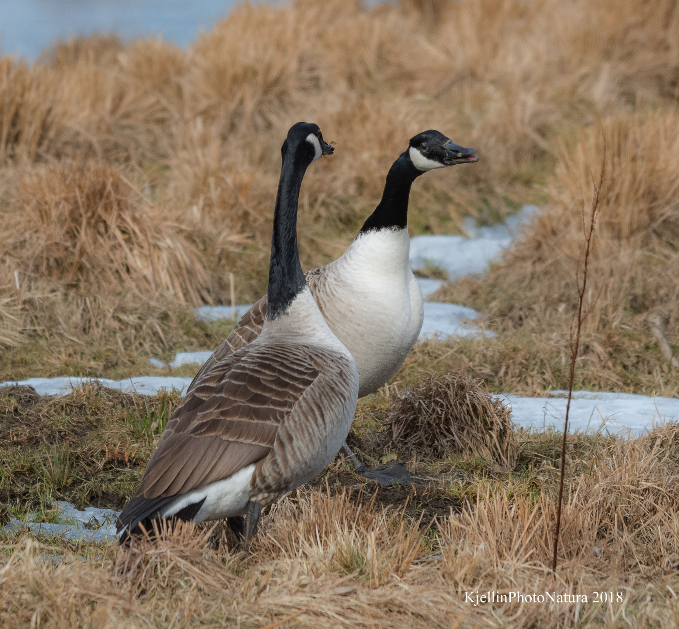 Branta canadensis