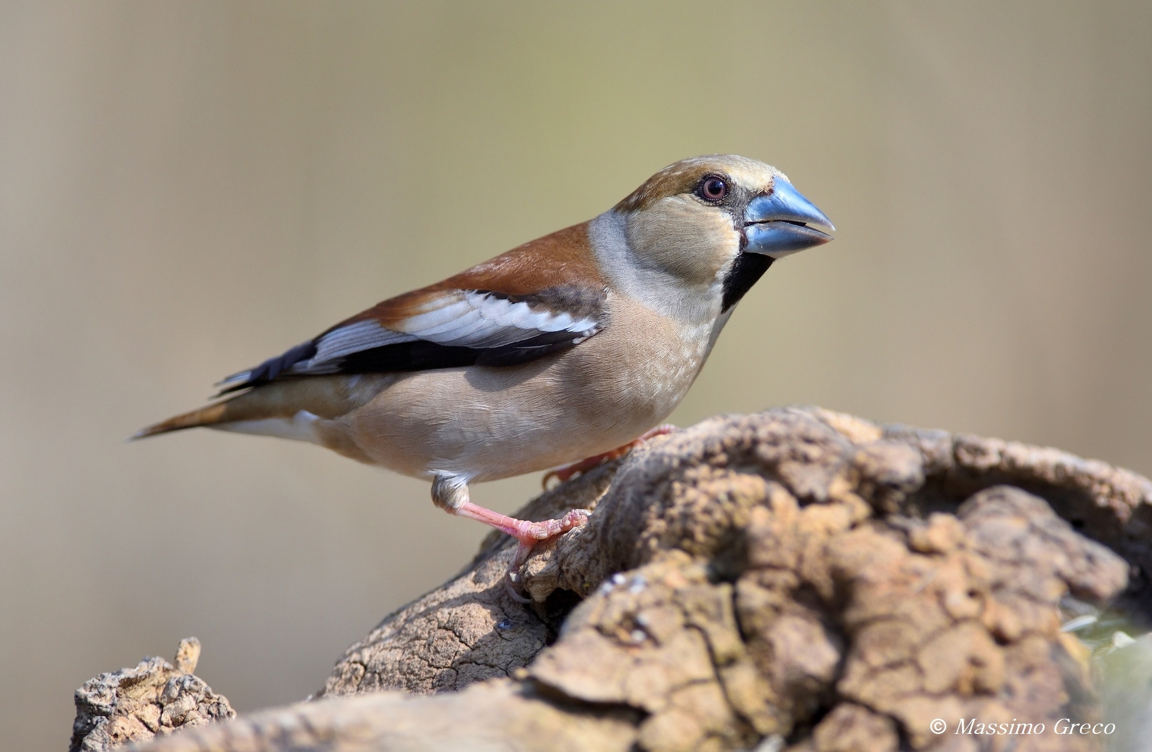 Hawfinch (Coccothraustes coccothraustes)
