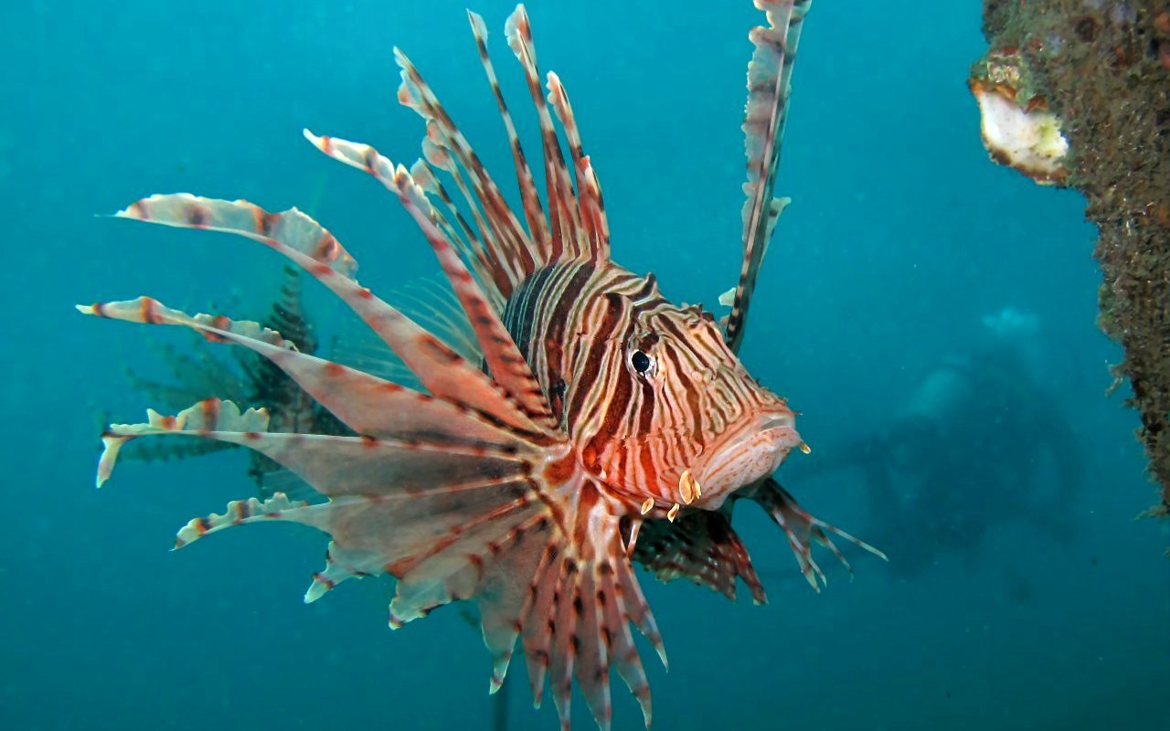 Lion fish 19