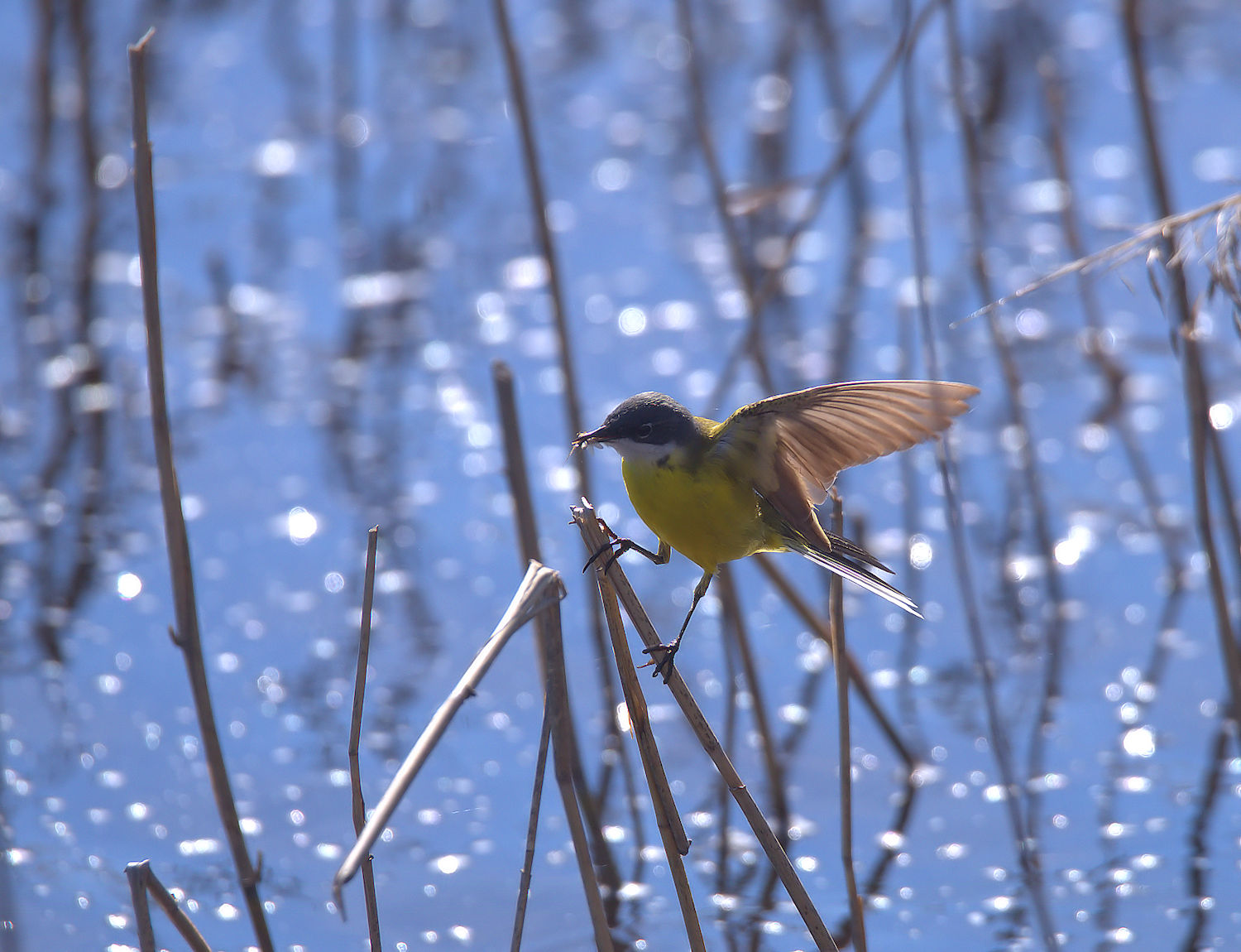 Yellow Wagtail