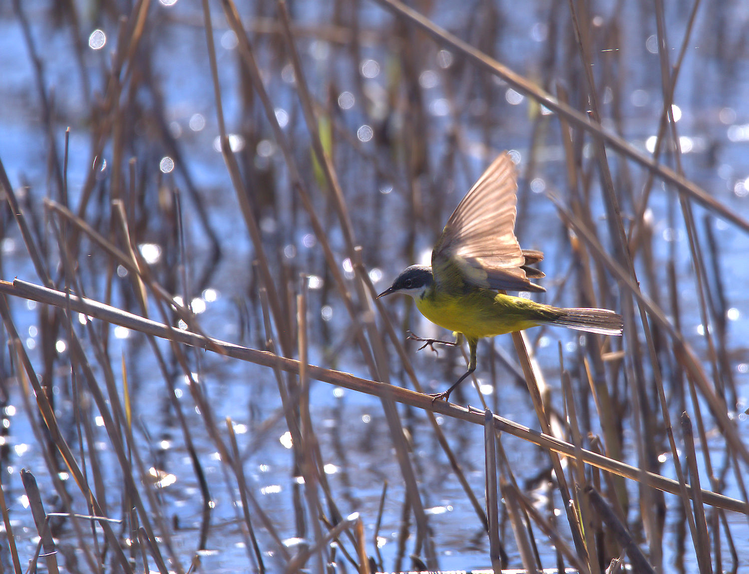 Yellow Wagtail