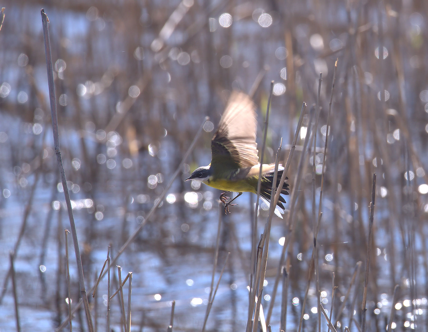 Yellow Wagtail