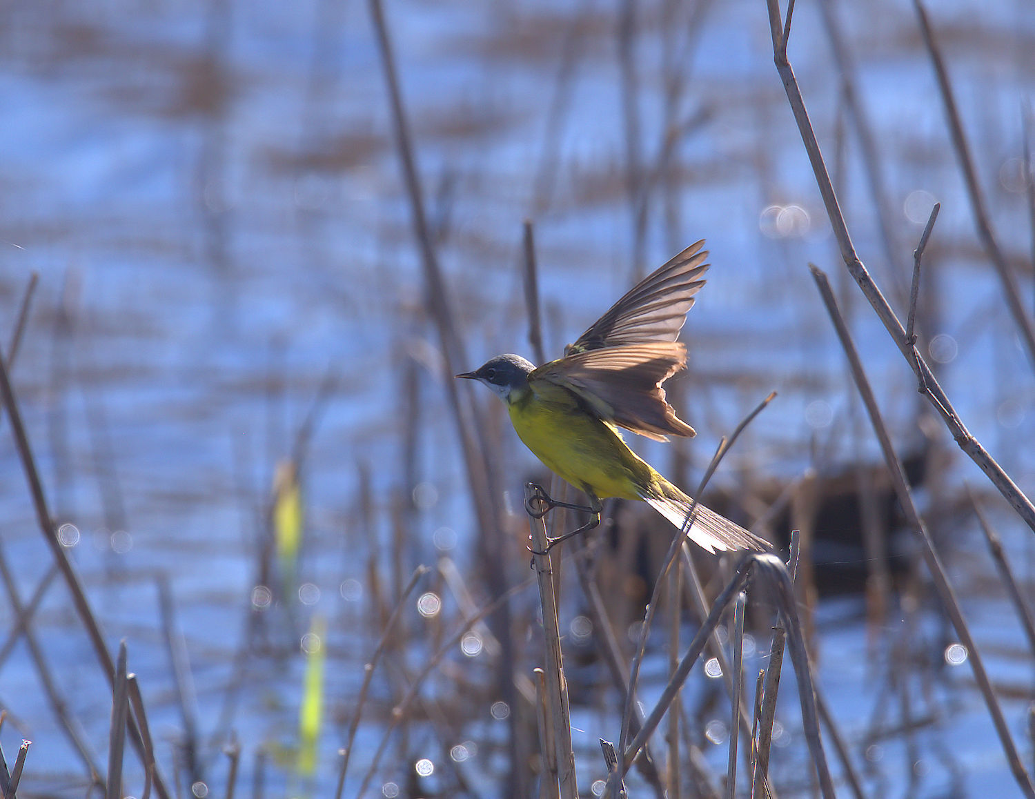 Yellow Wagtail