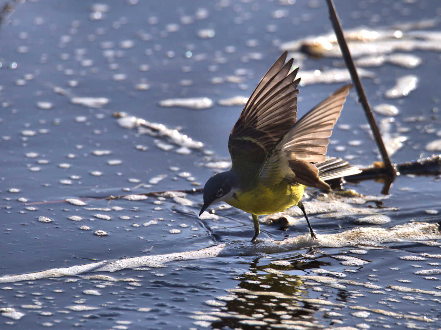Yellow Wagtail