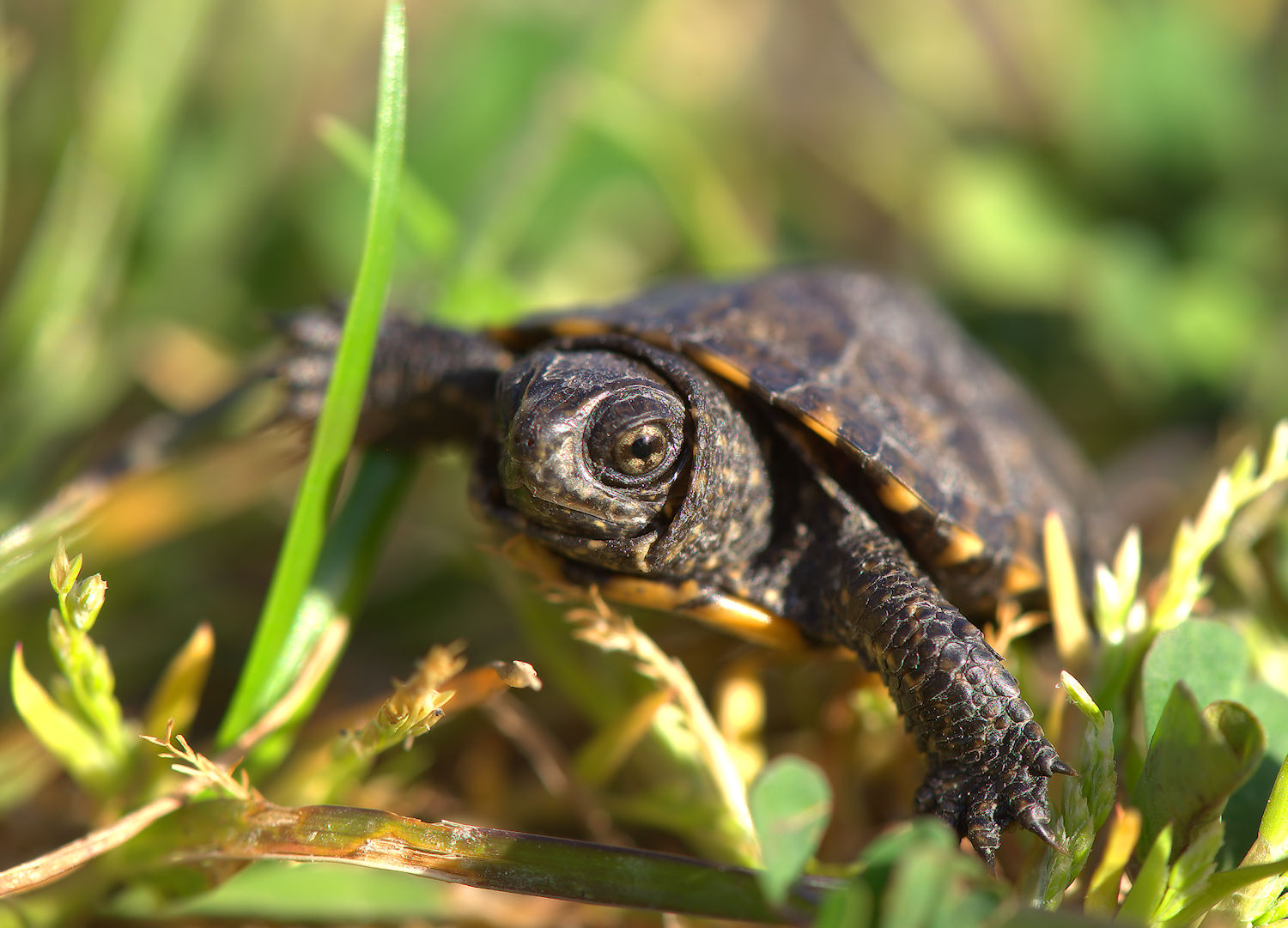 Newborn European marsh turtle
