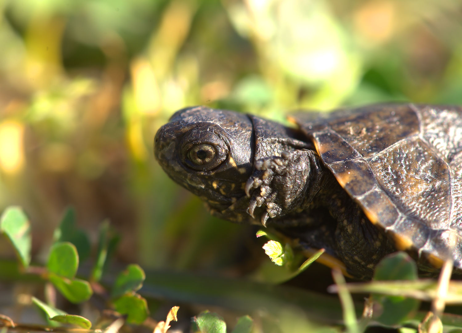 Newborn European marsh turtle