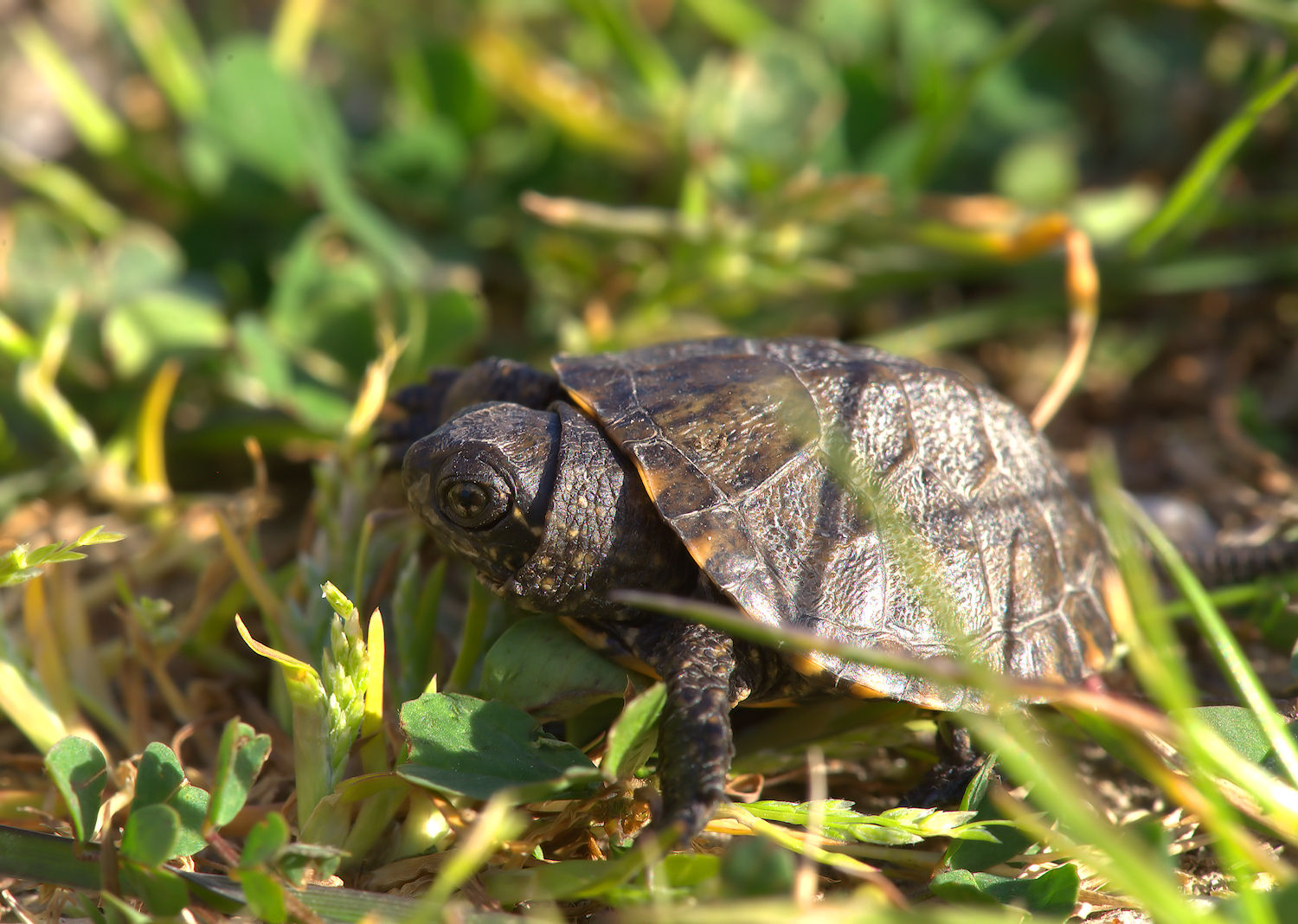 Newborn European marsh turtle
