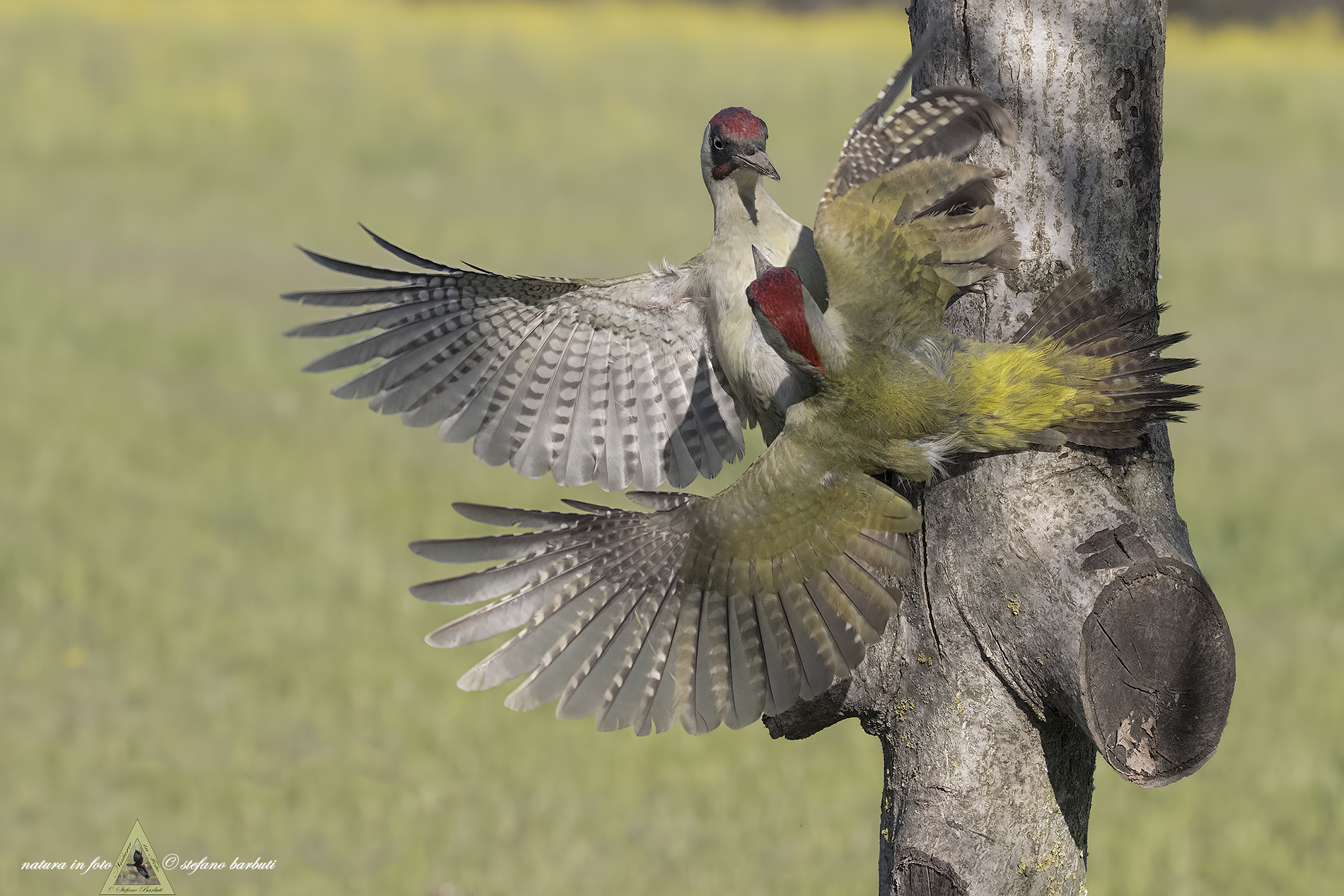 Spring begins and the hormones are felt