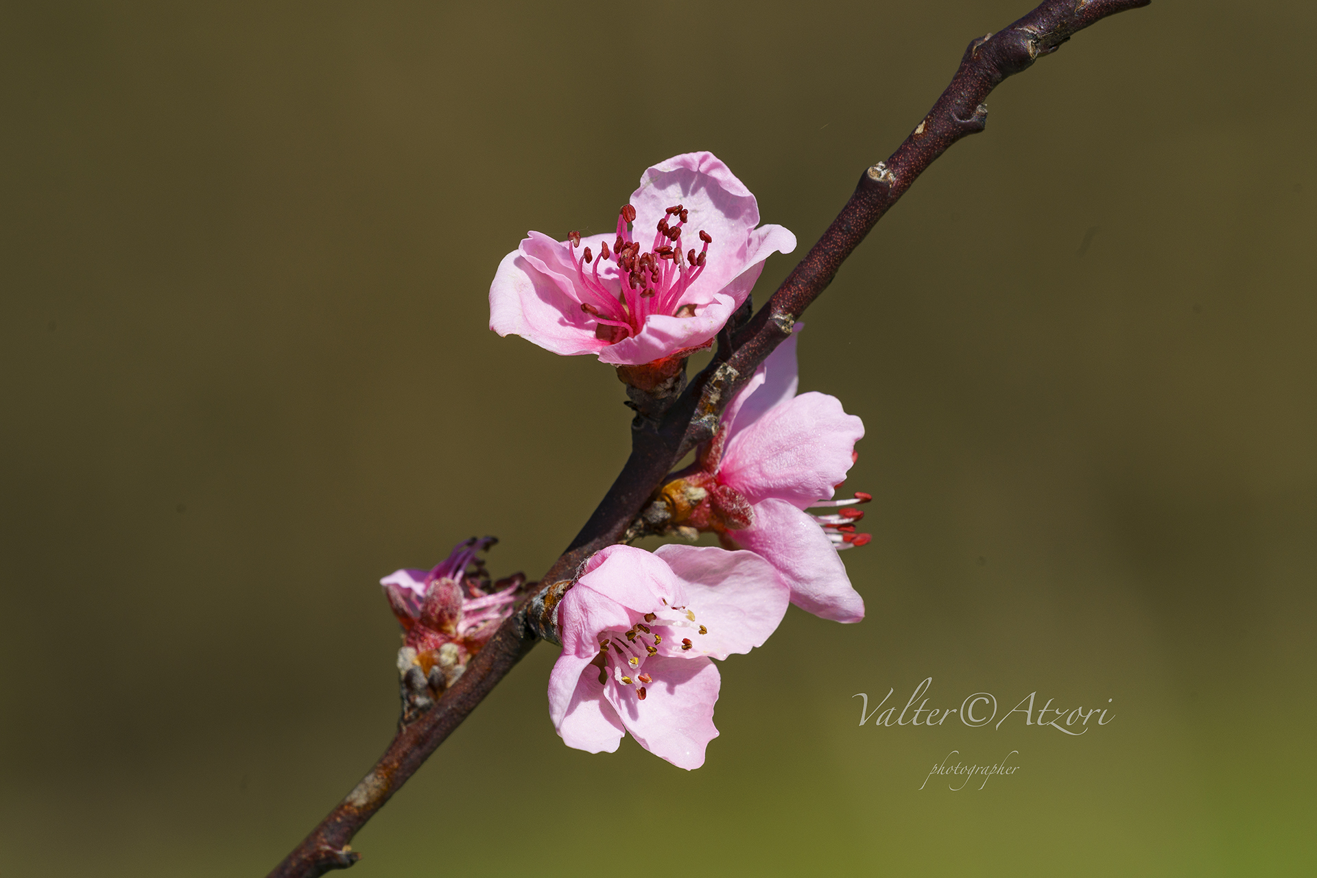 Pink flowers, peach blossoms ..