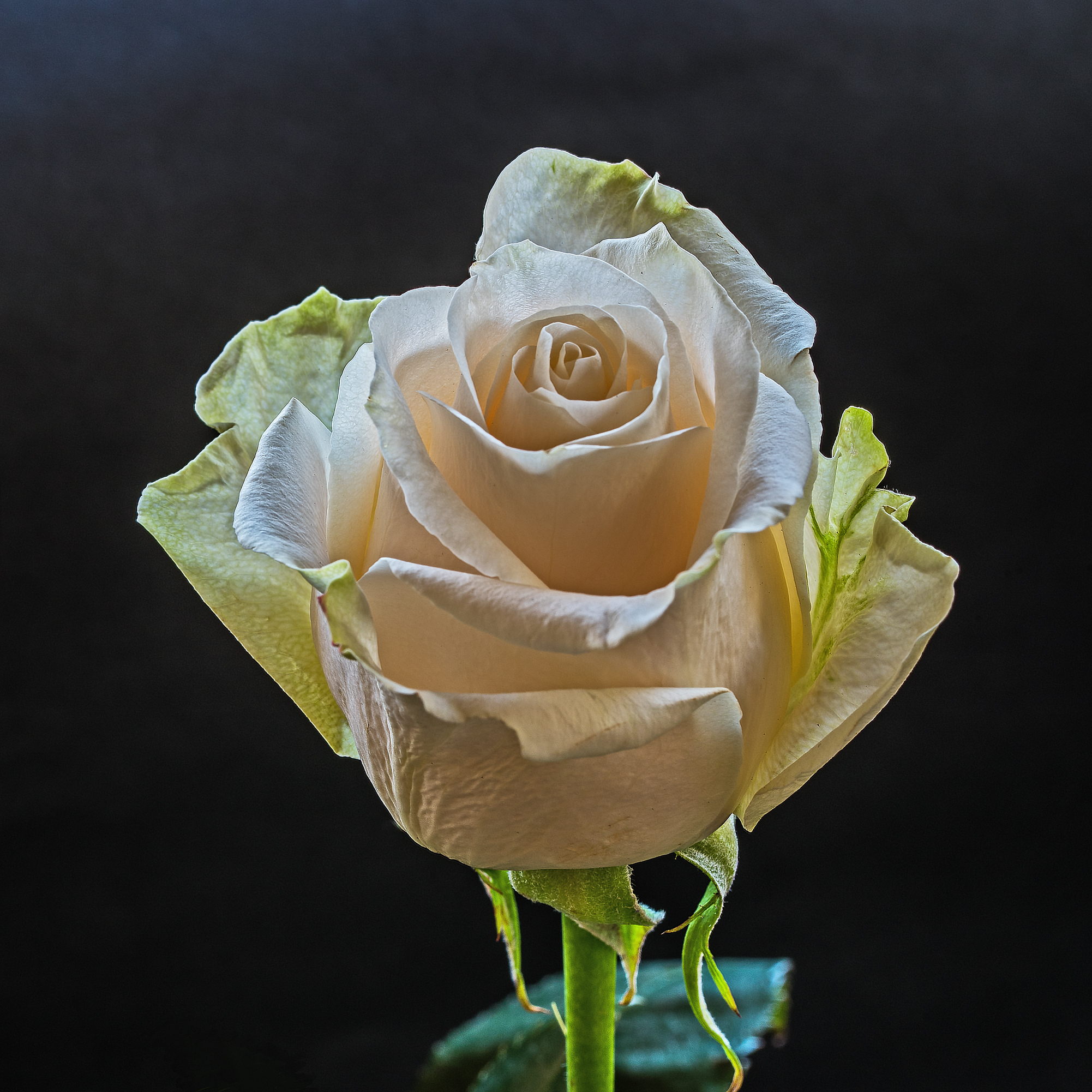 A rose dedicated to you