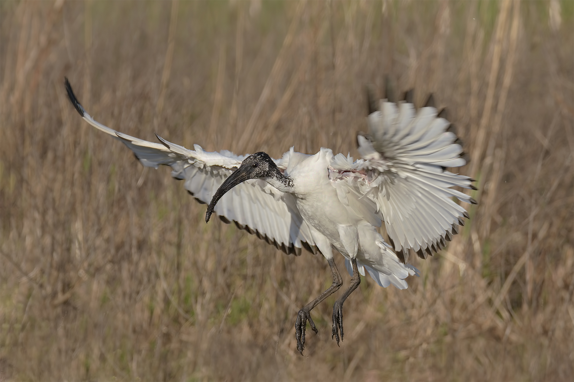 Ibis Sacro- Massaciuccoli.