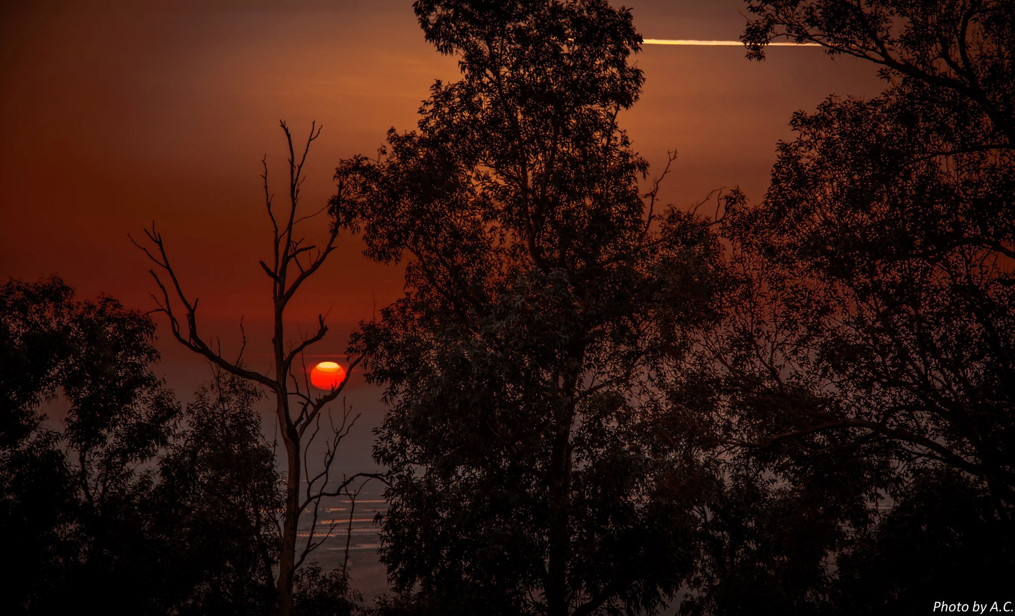 Sun through the branches