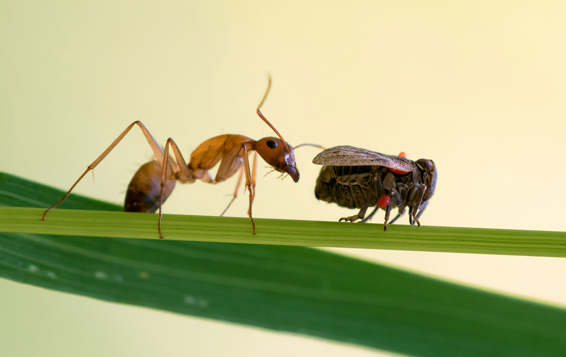 formica e la sua "mucca"