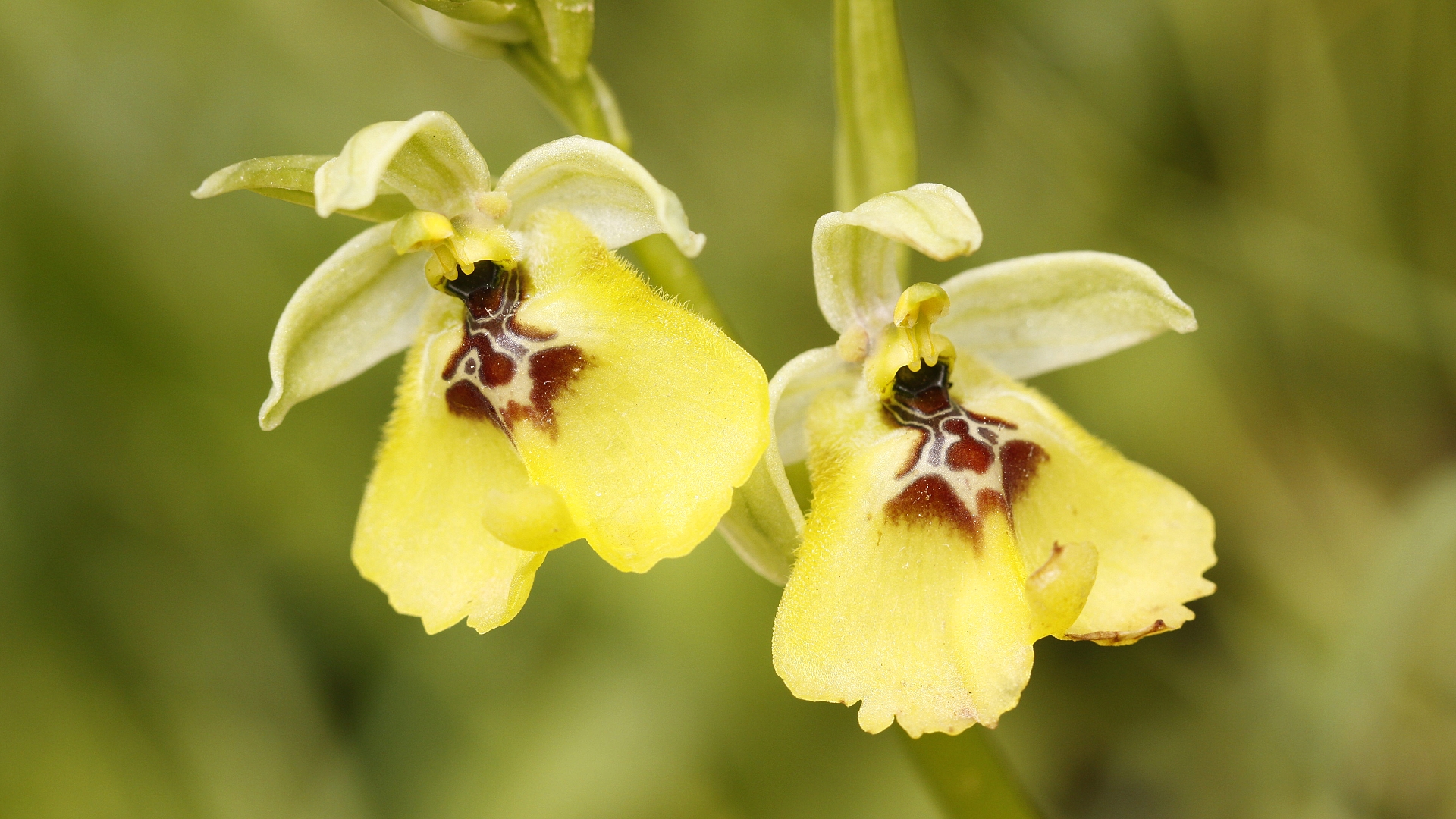 Ophrys lacaitae, Sicilia