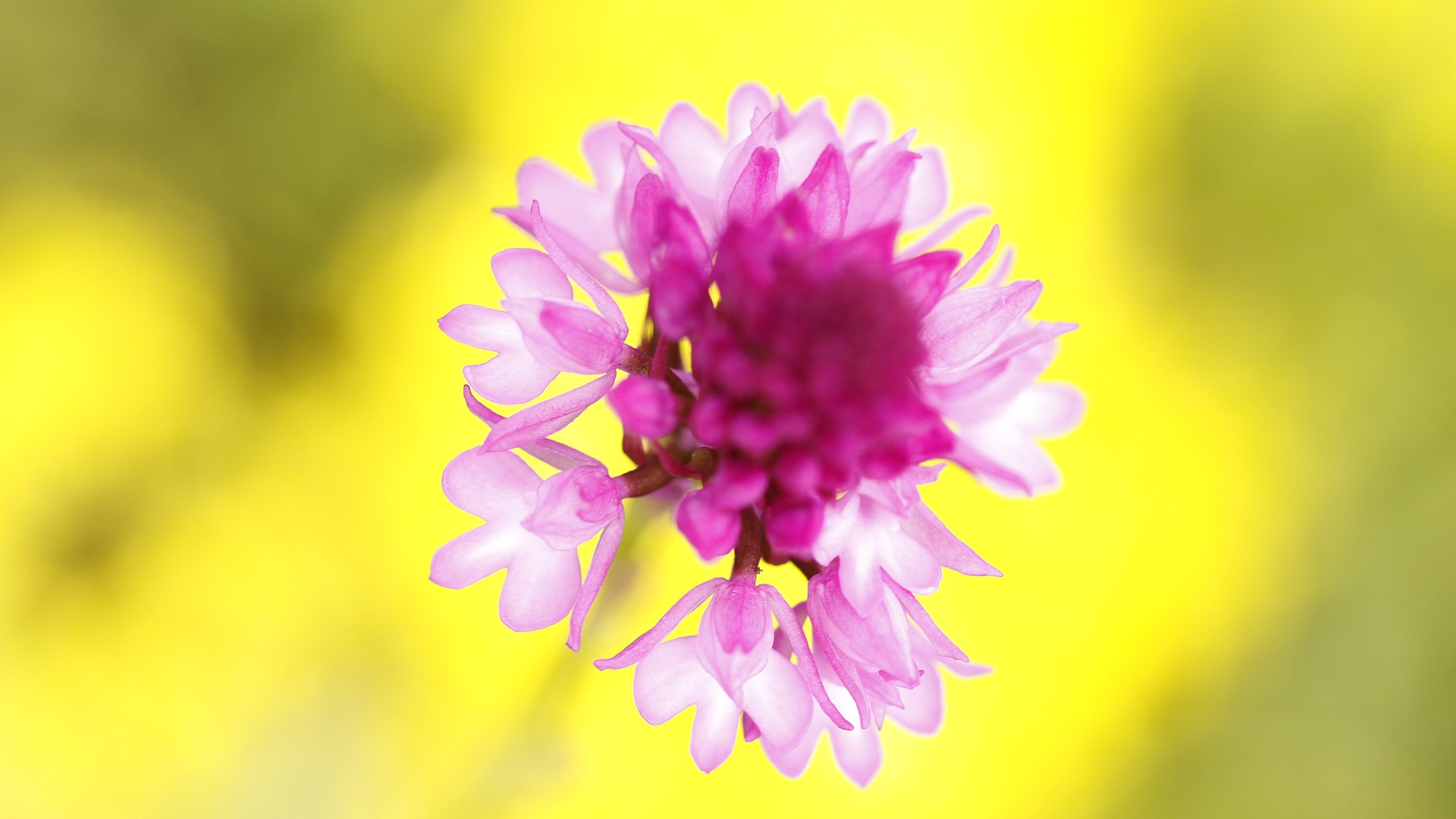 Anacamptis pyramidalis