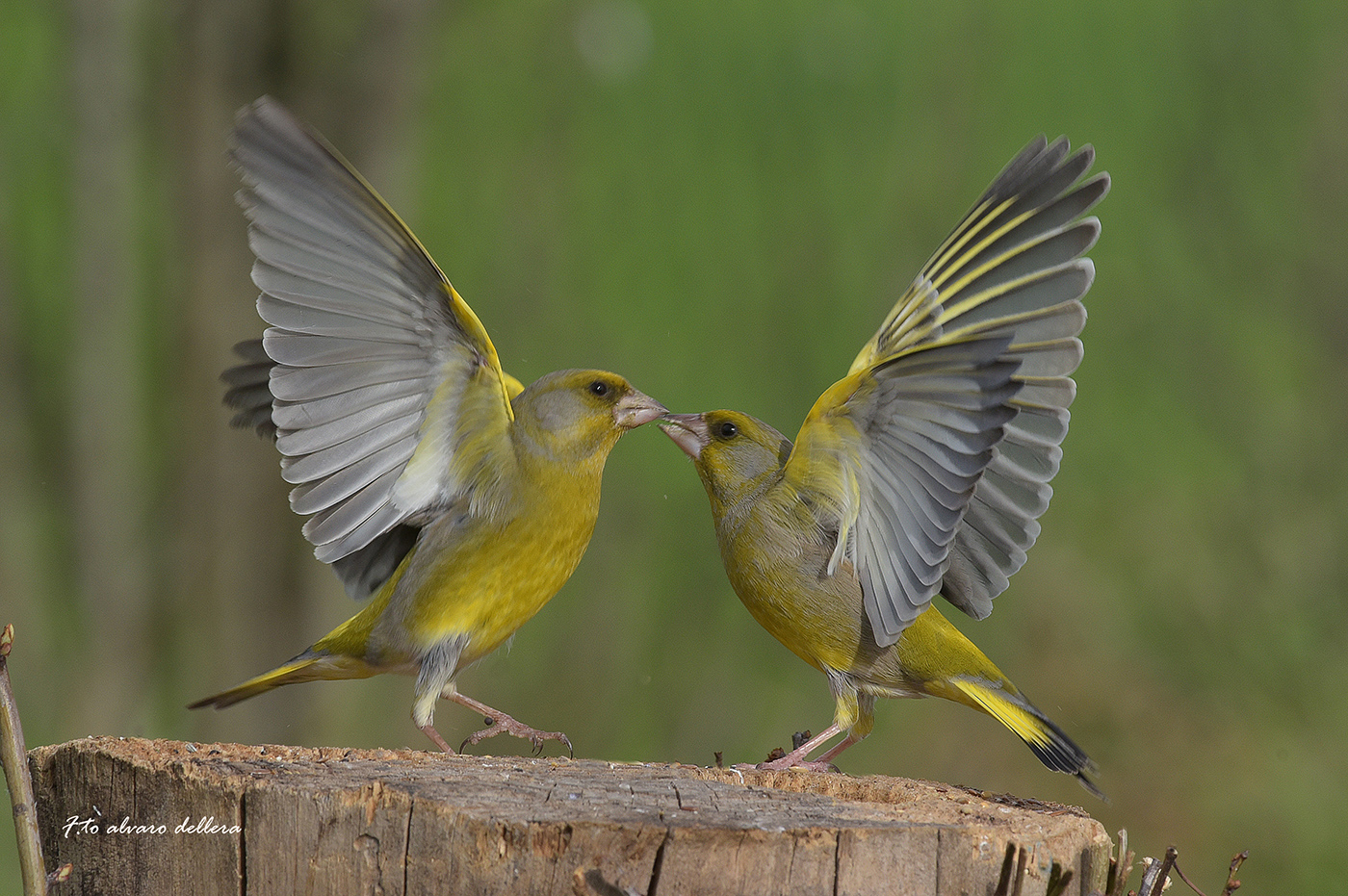 ballet on the roost