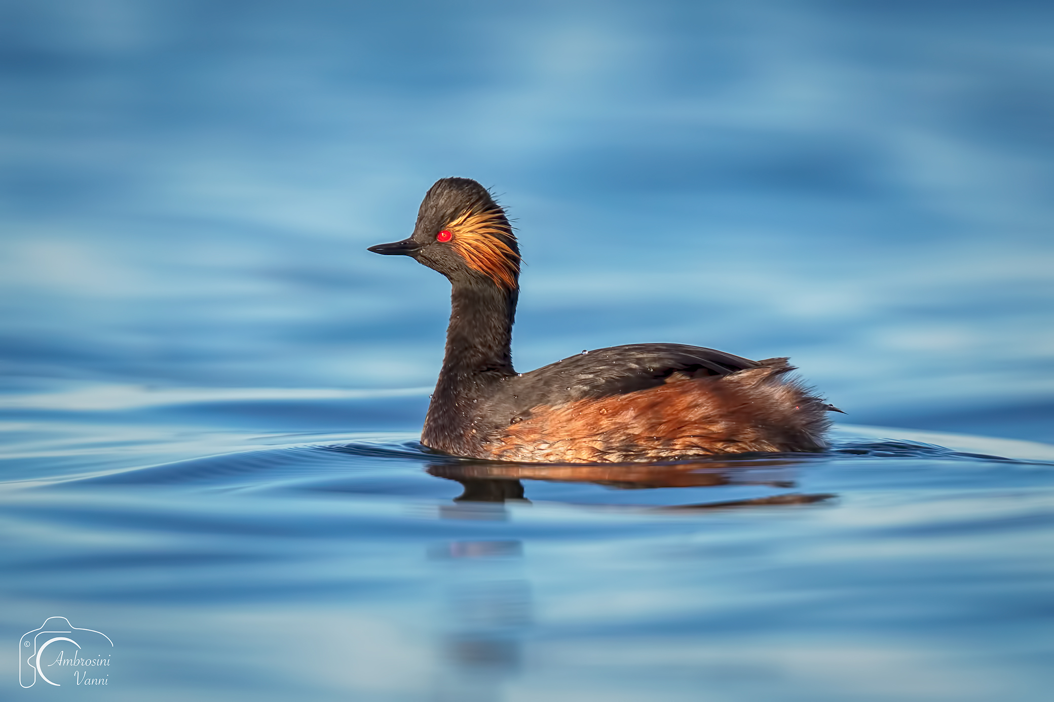 The small crested grebe