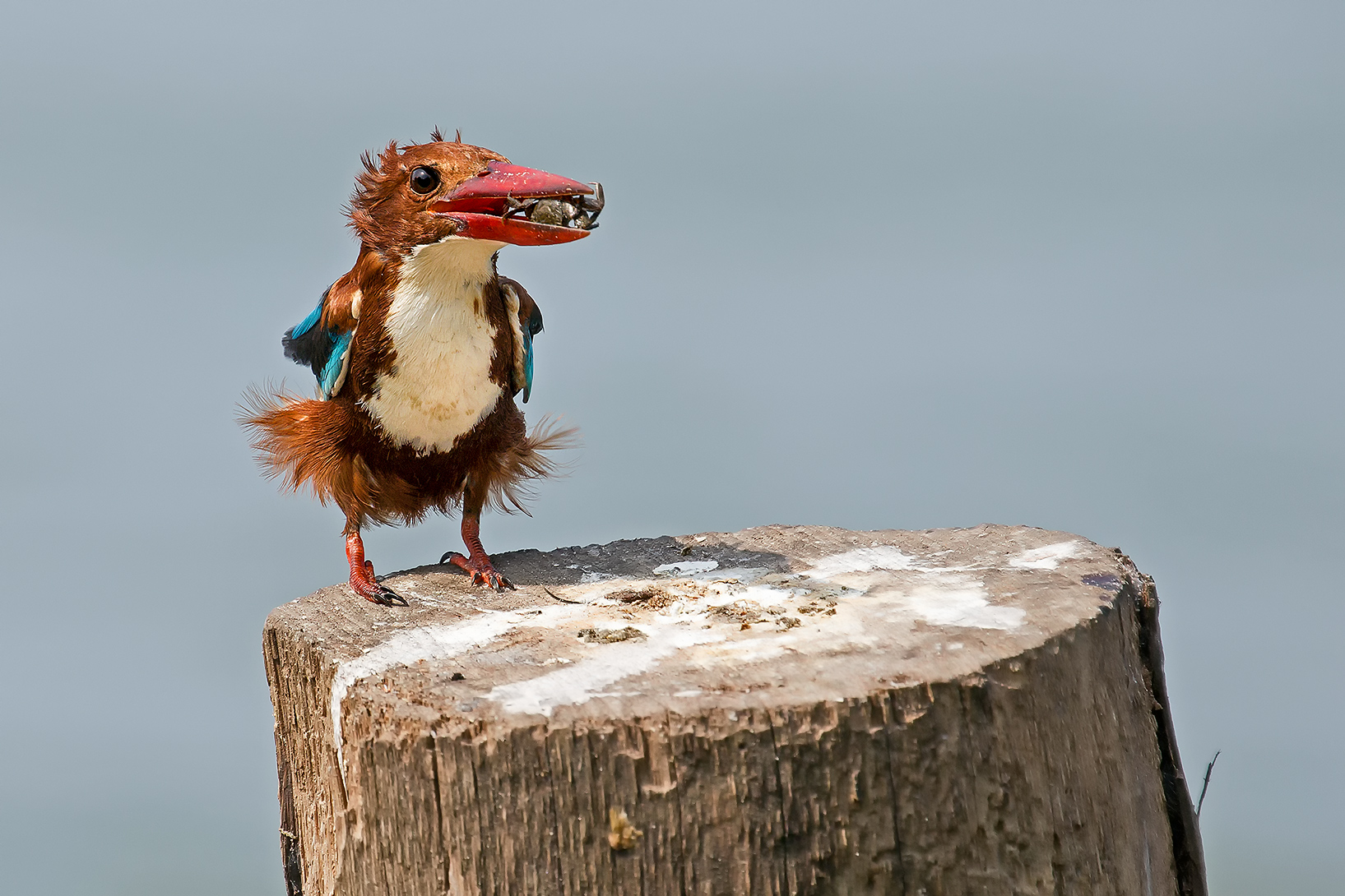 Smyrna kingfisher with prey