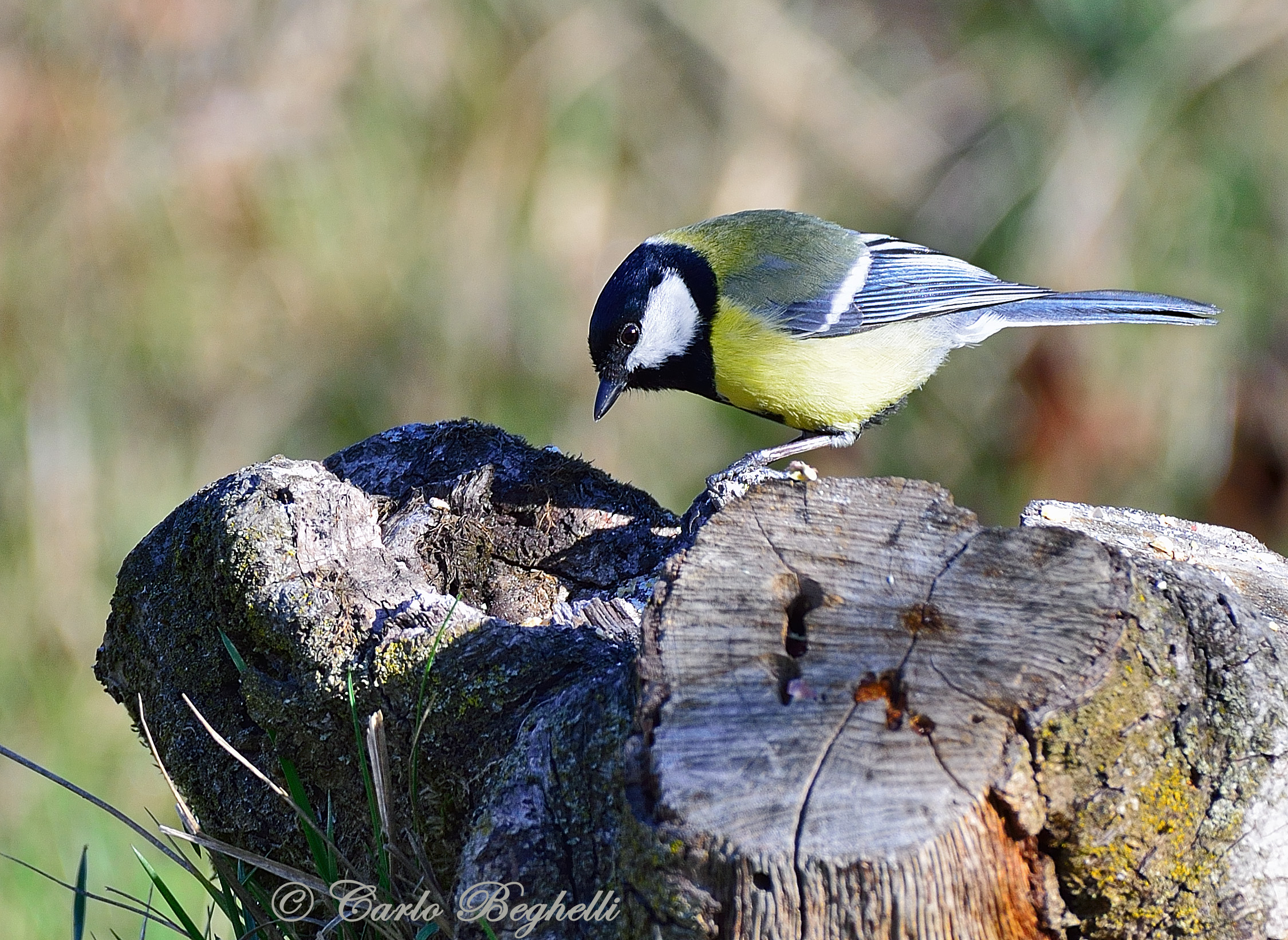 Great Tit