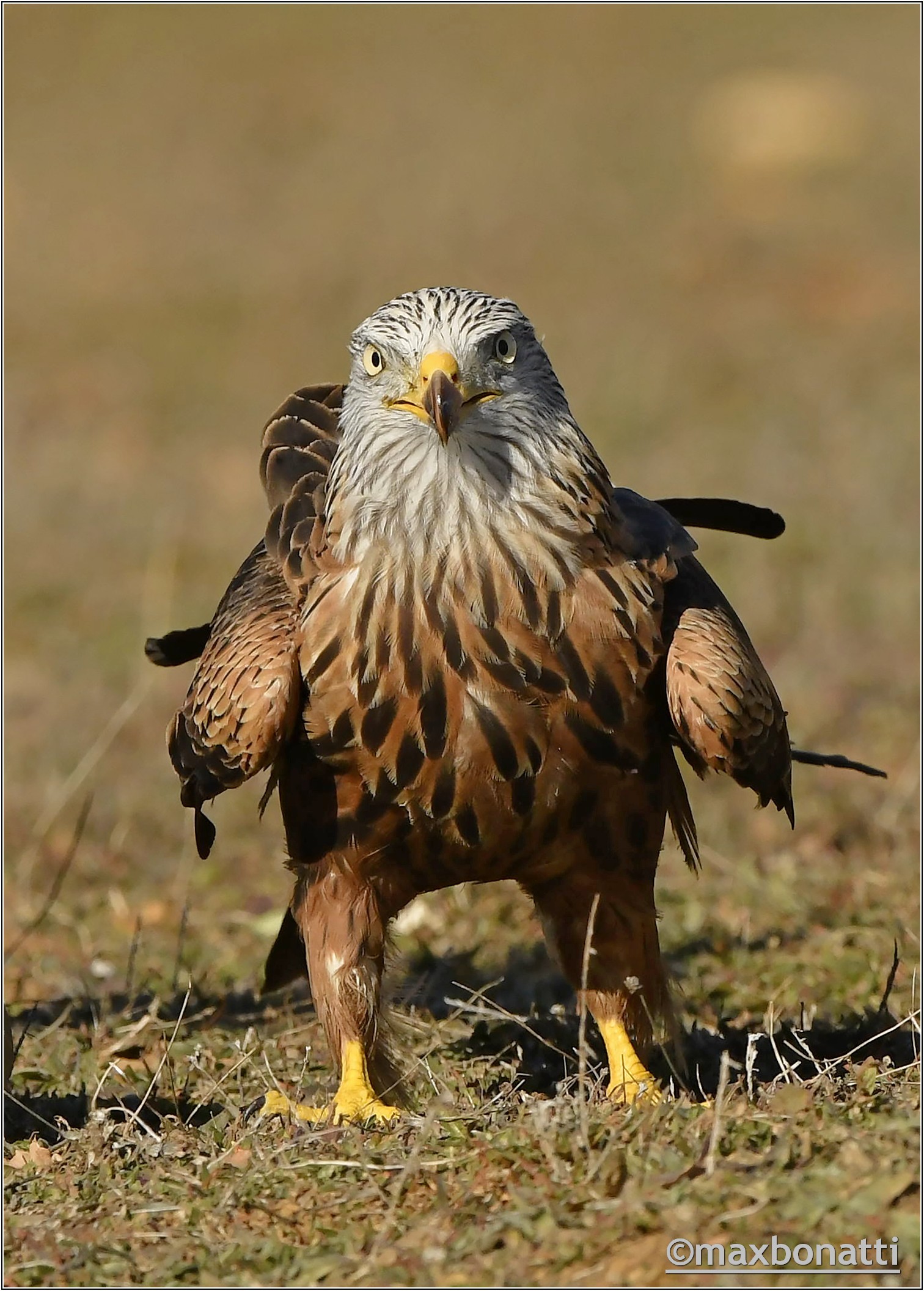 Red kite