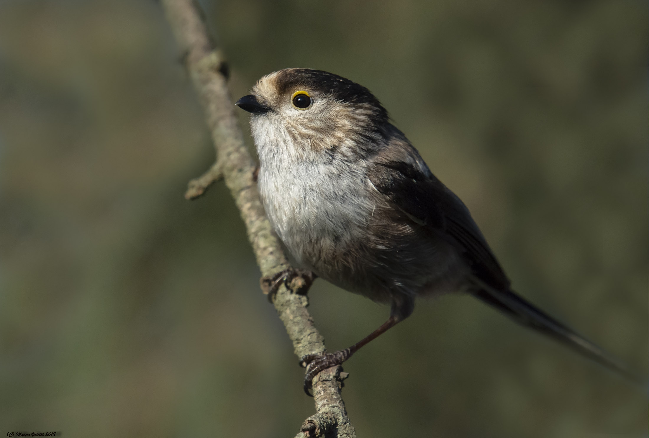 Long-tailed Tit