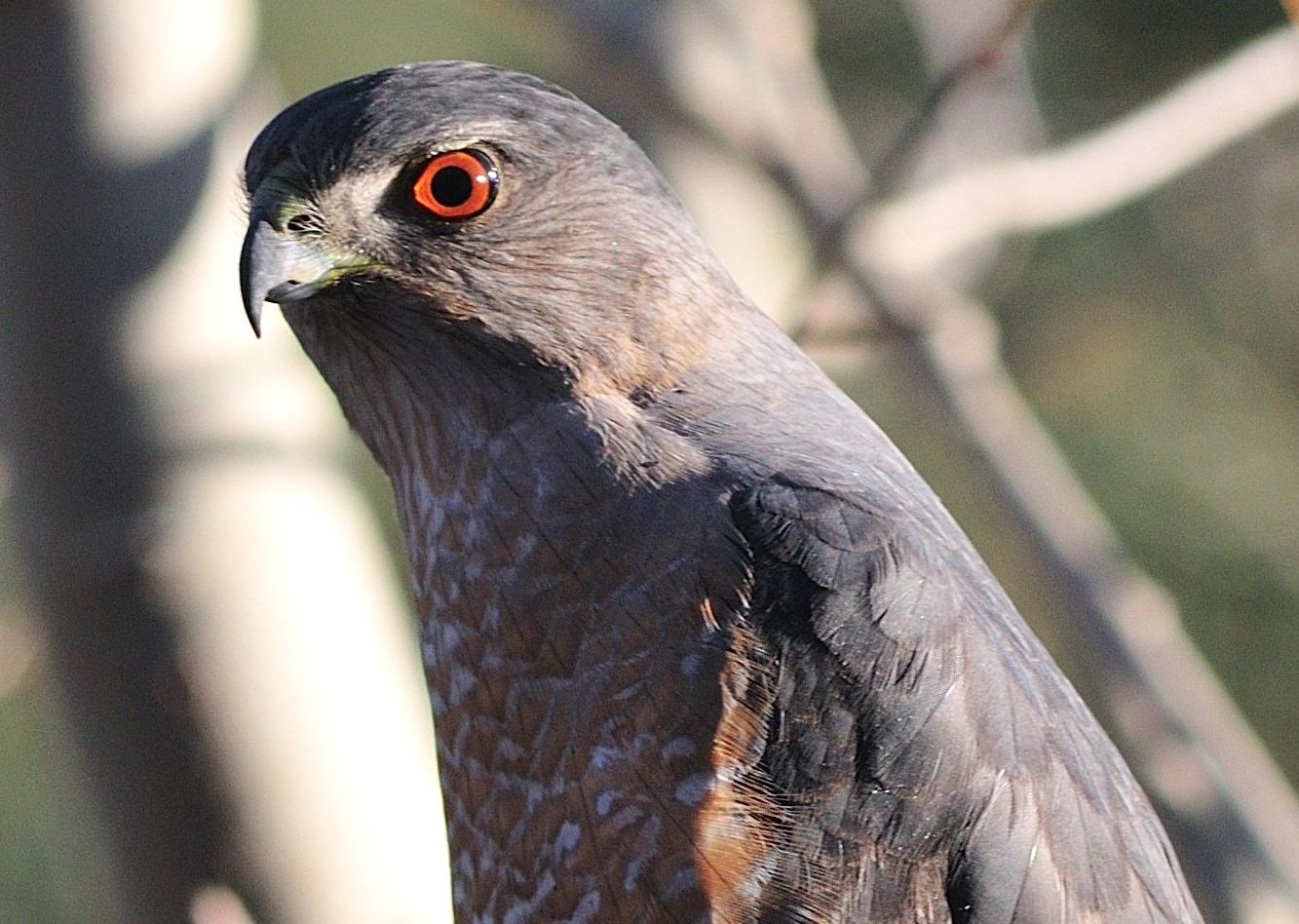 Cooper's Hawk...male