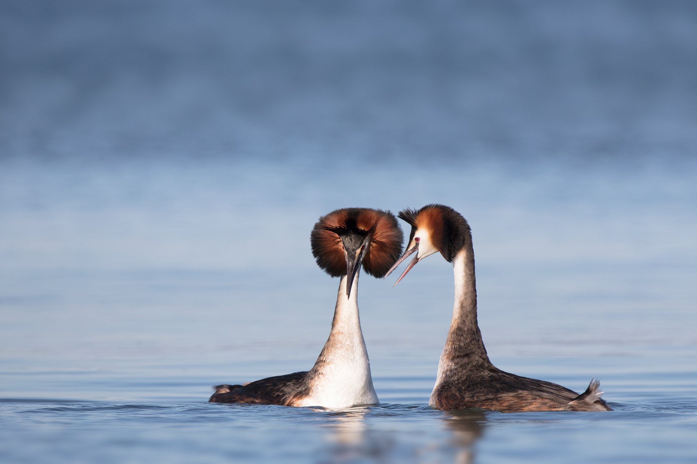 Svasso maschio in abito nuziale