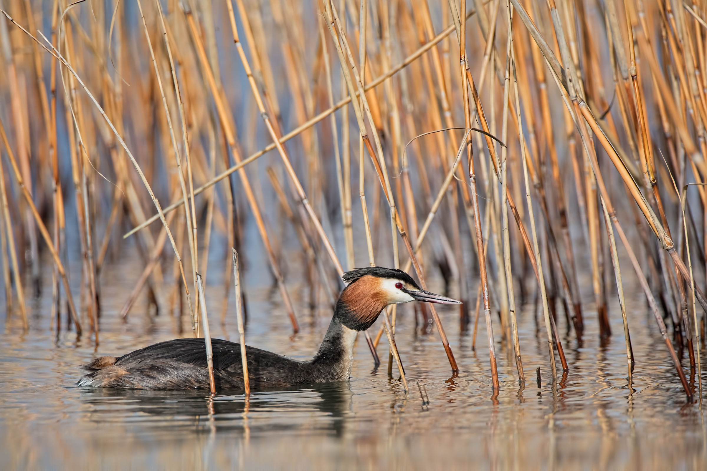 Svasso Maggiore (Podiceps cristatus) ambientato