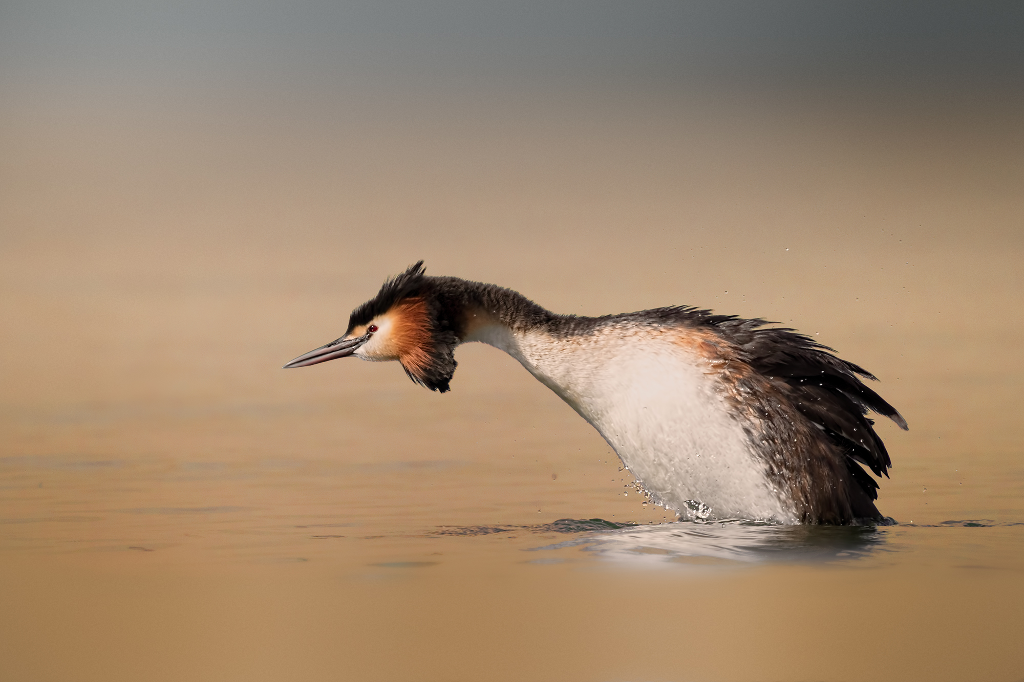 Pronto a cacciare il rivale