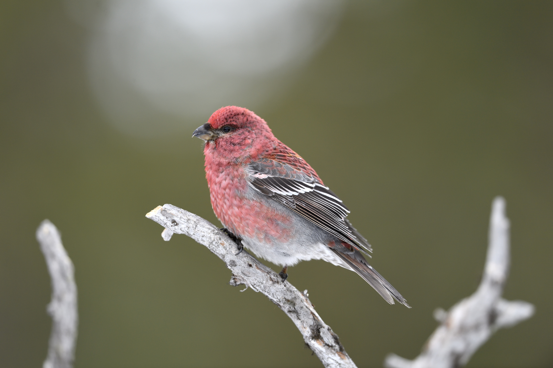 ciuffolotto delle pinete