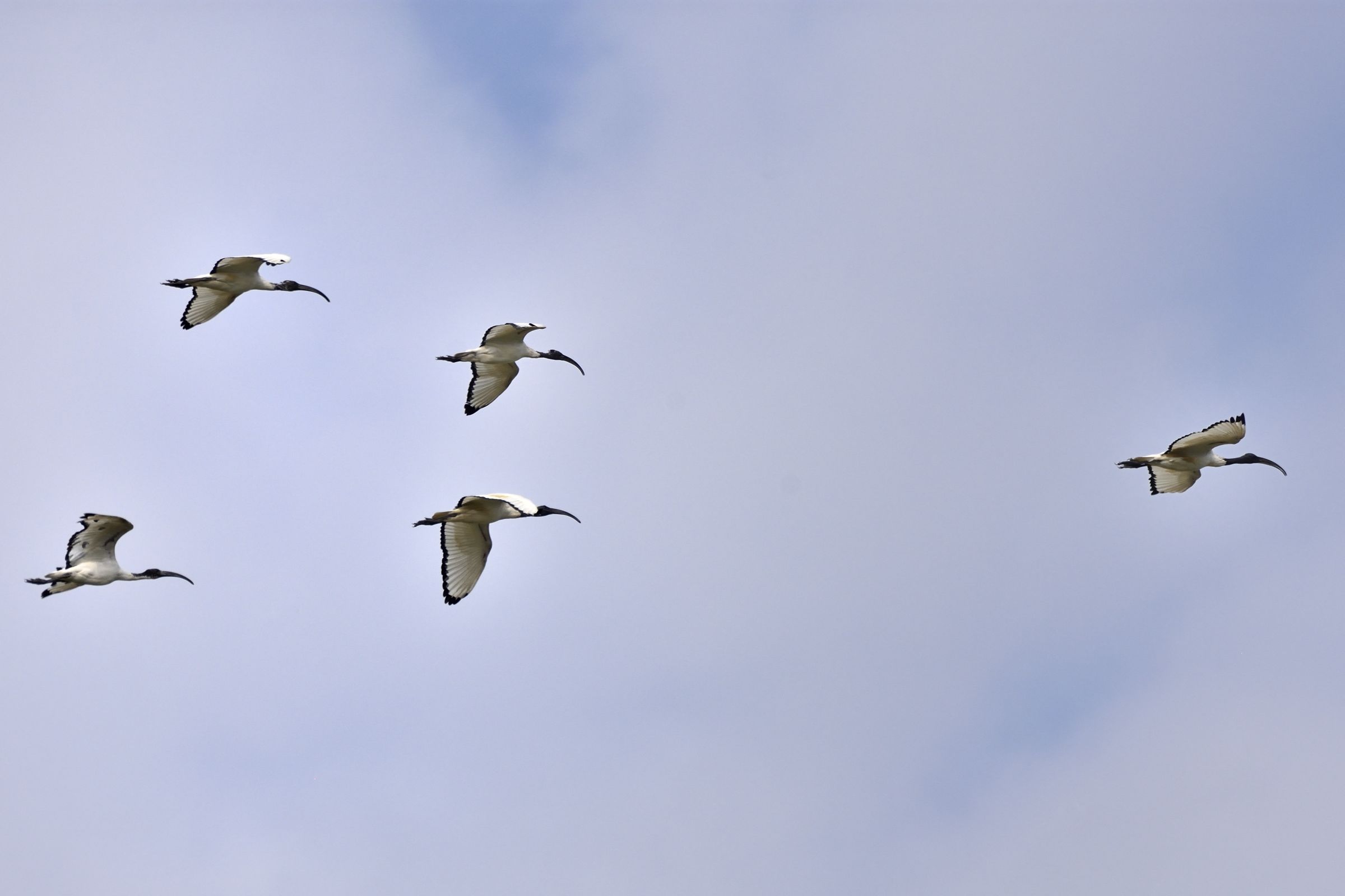 Ibis in training ...