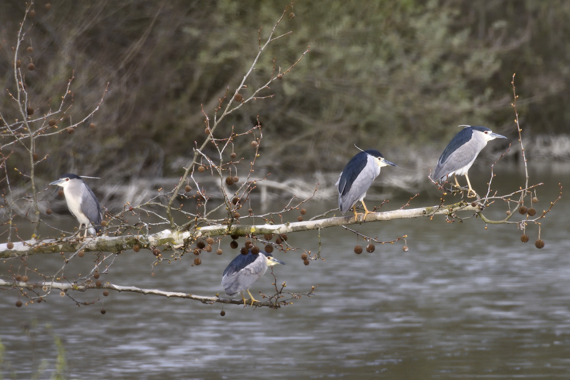"nitticora" condominium