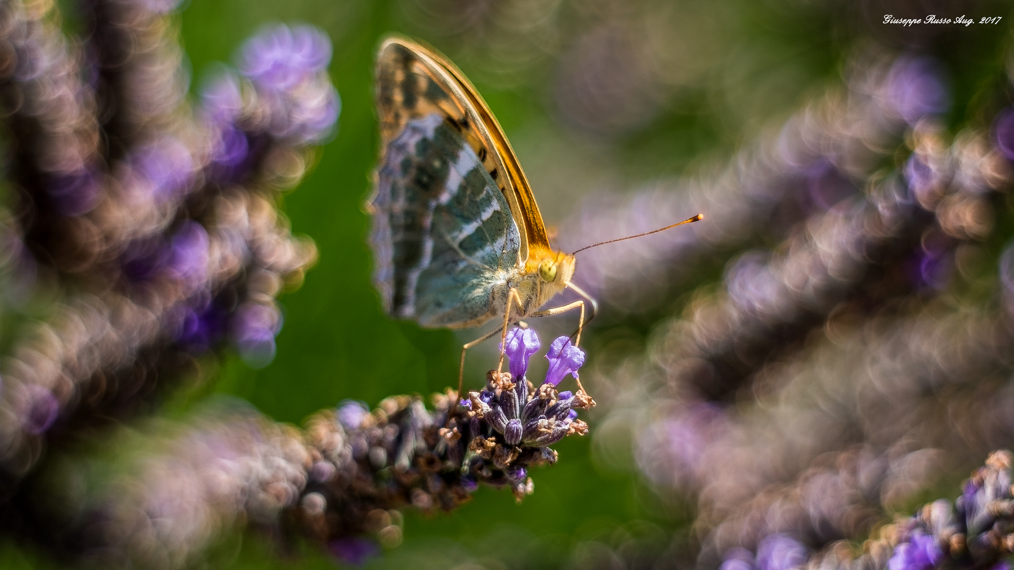 The pafia (Argynnis paphia) among the lavender flowers