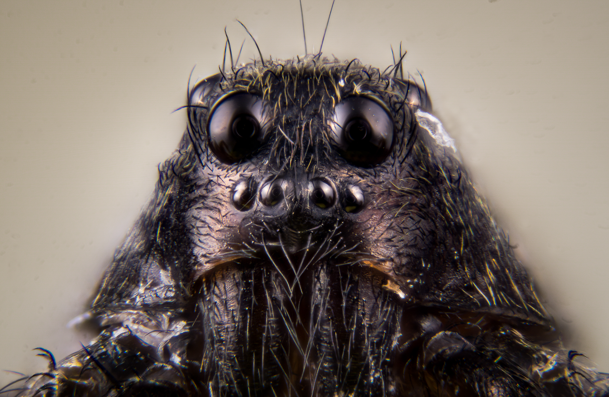 wow.....Sith Dart Fener