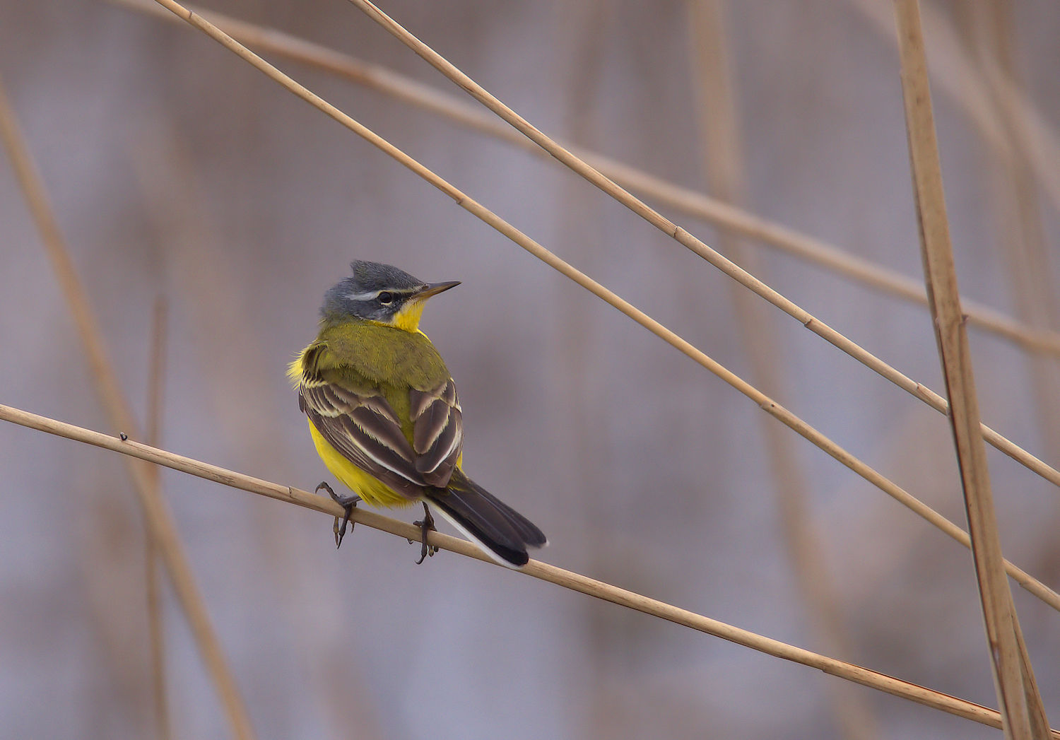 Yellow Wagtail
