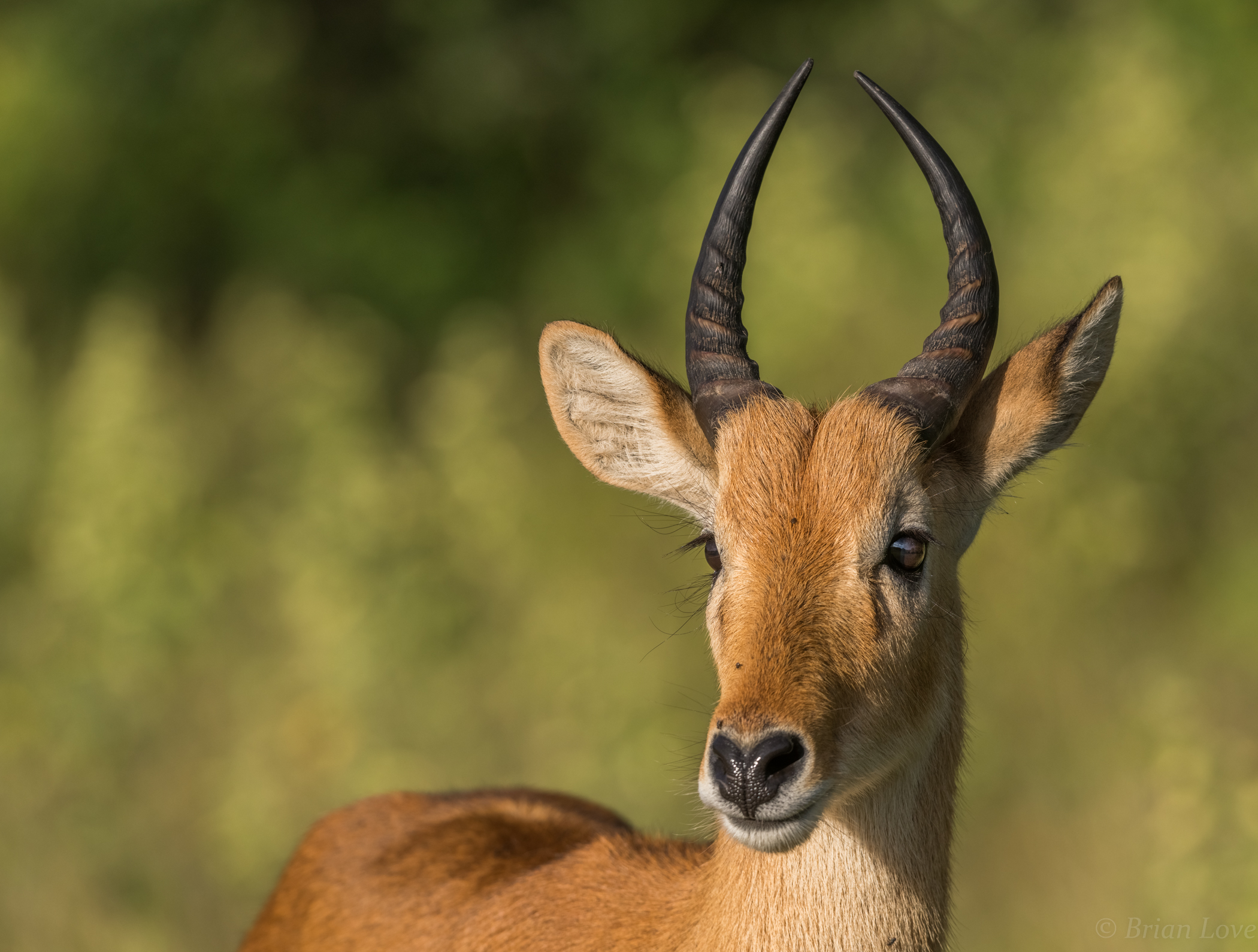 Puku Antelope