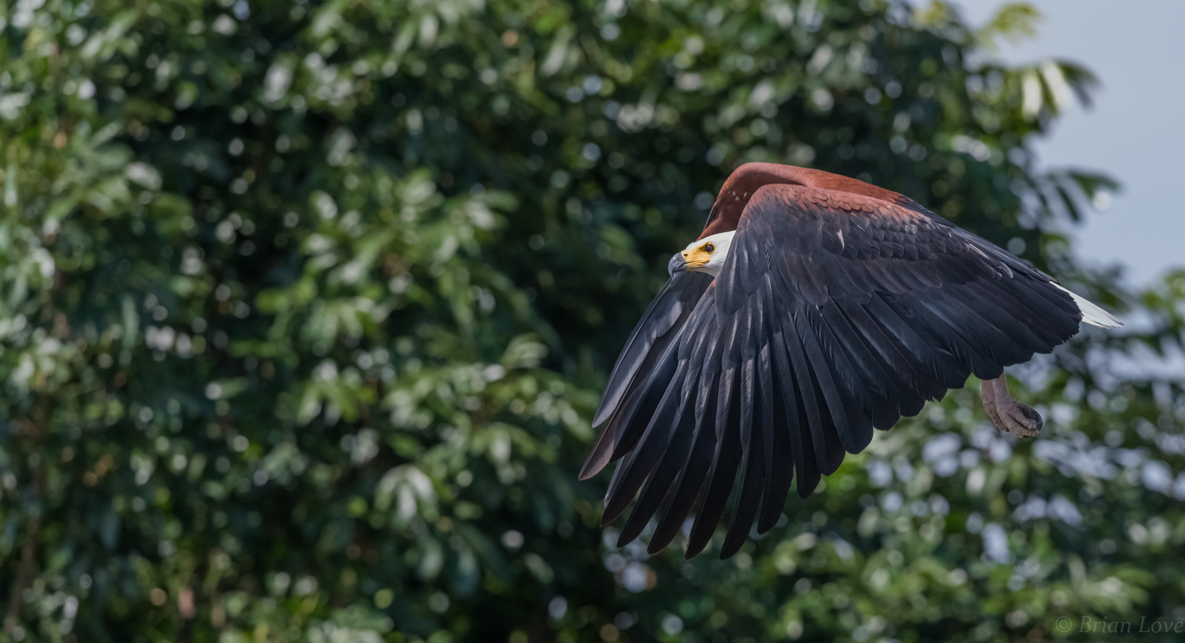 Aquila pescatrice africana