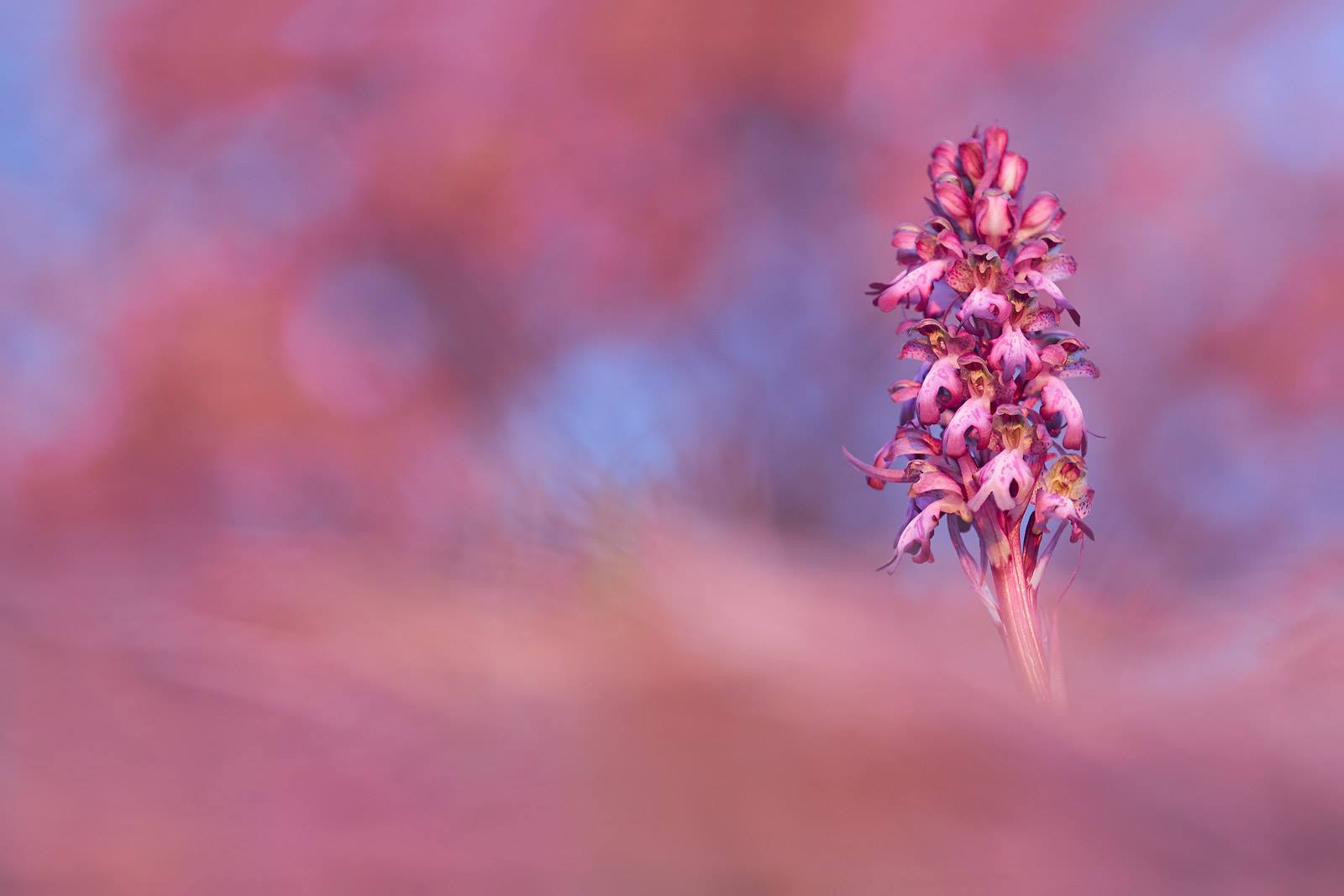 Himantoglossum robertianum
