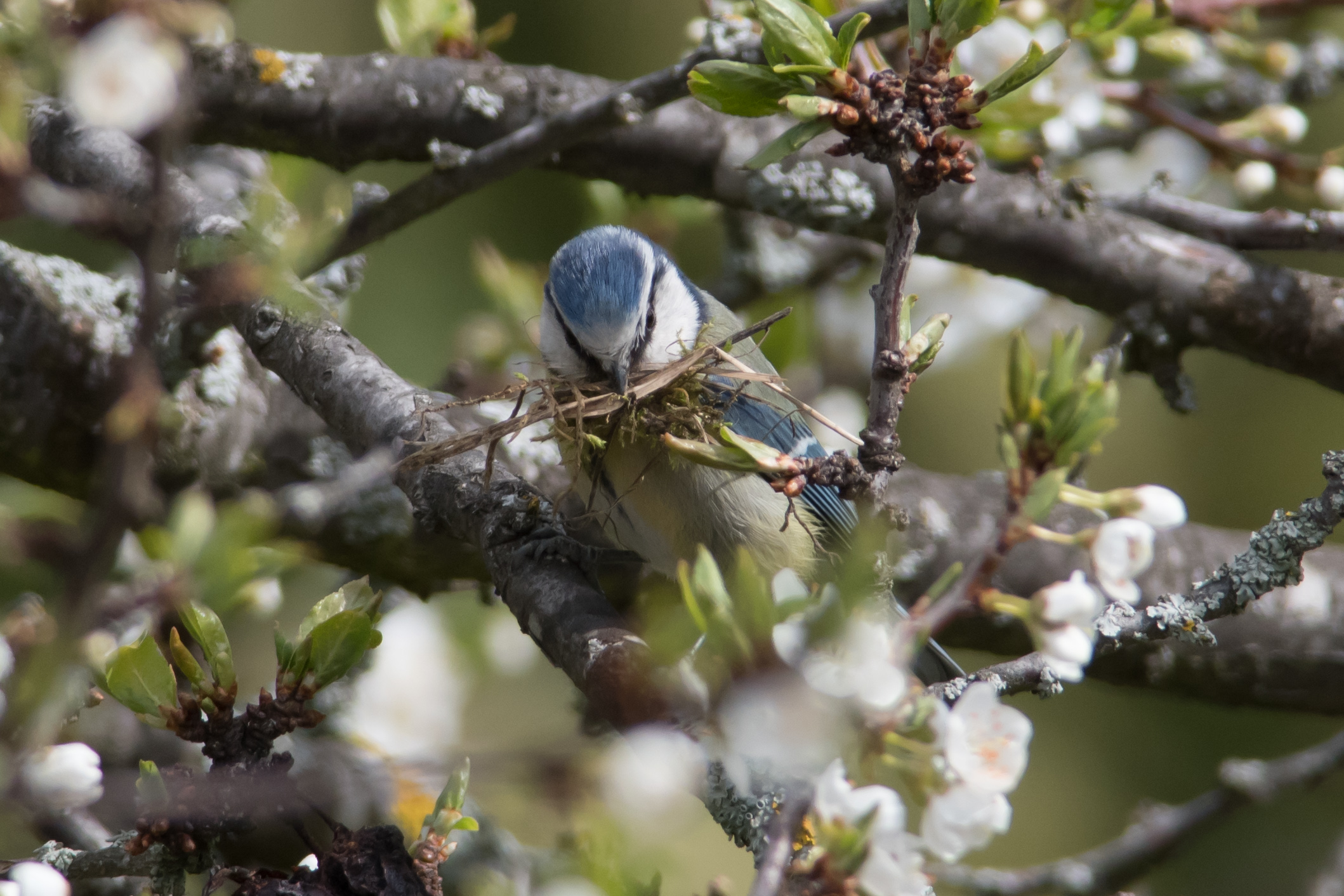 cinciarella che sta costruendo il nido