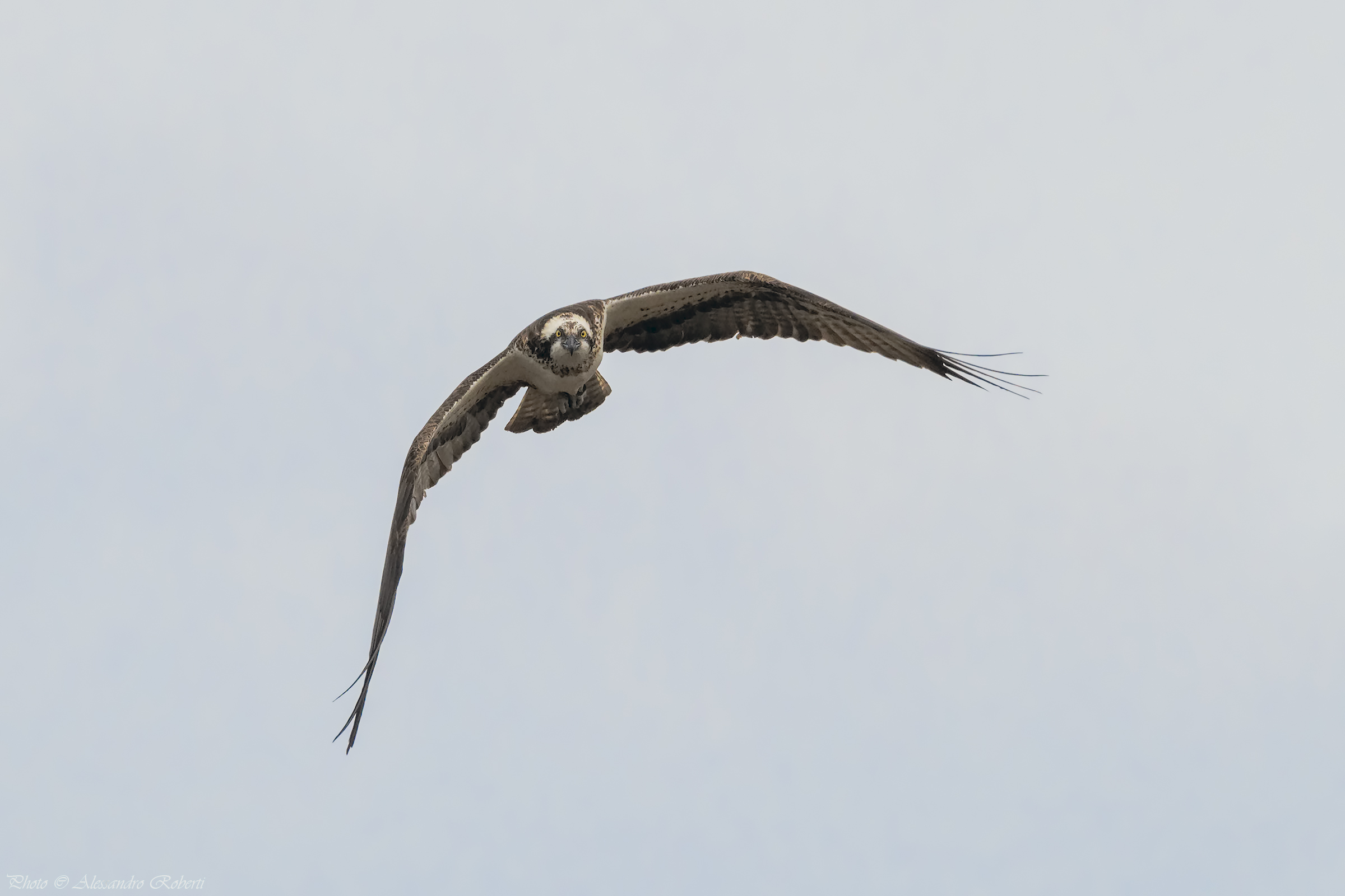 Osprey