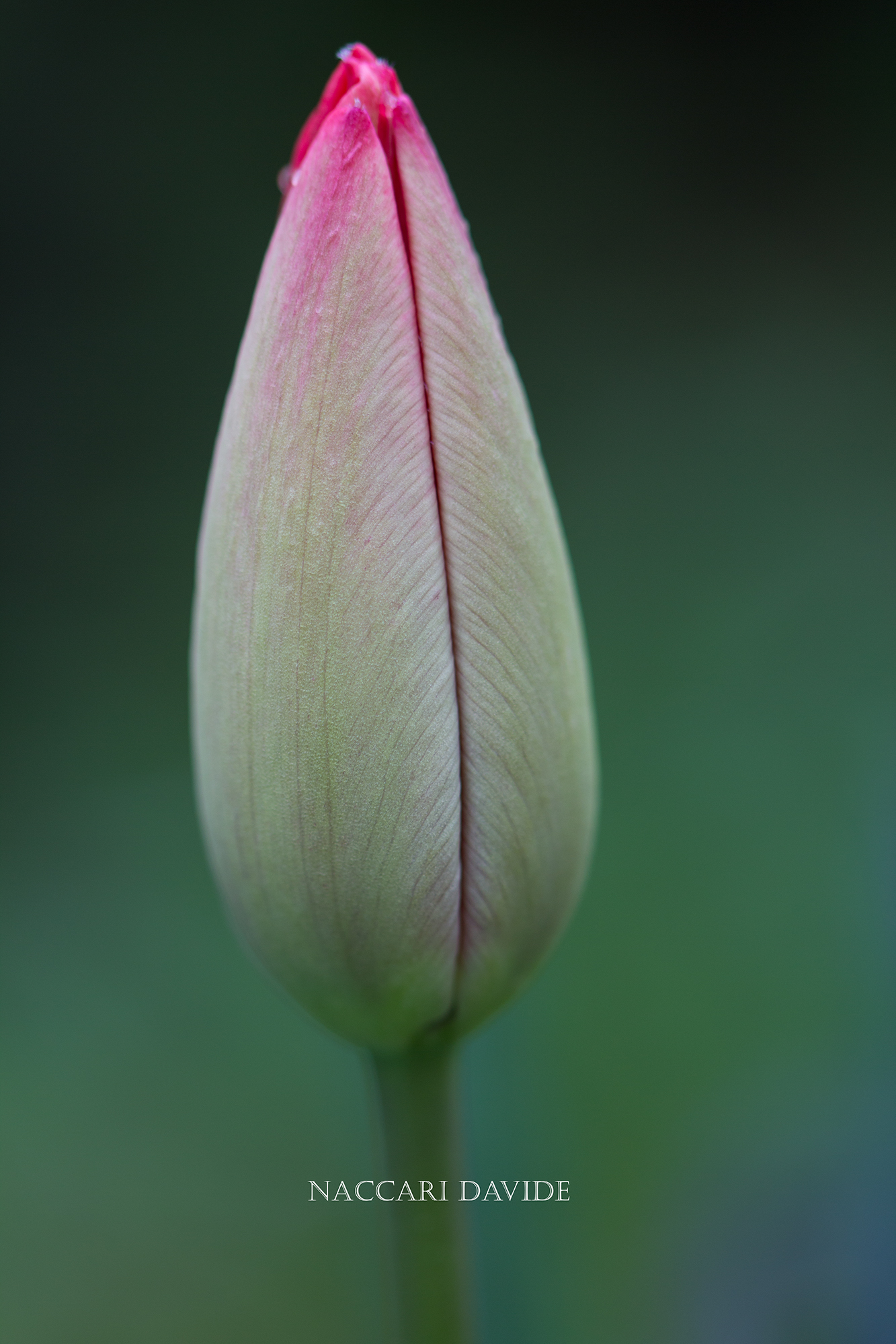 Waiting tulip