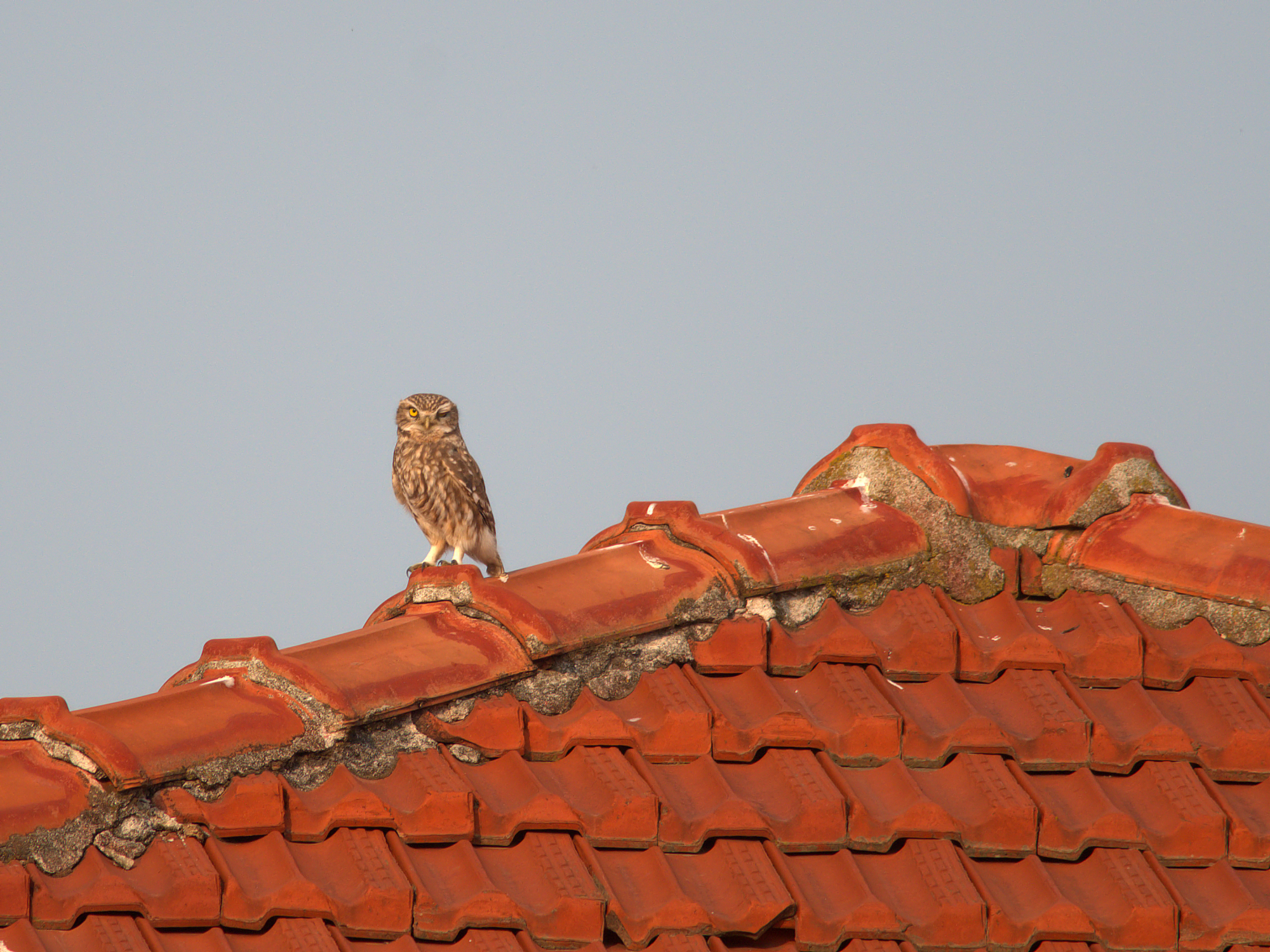 L'occhiolino dalla Civetta...