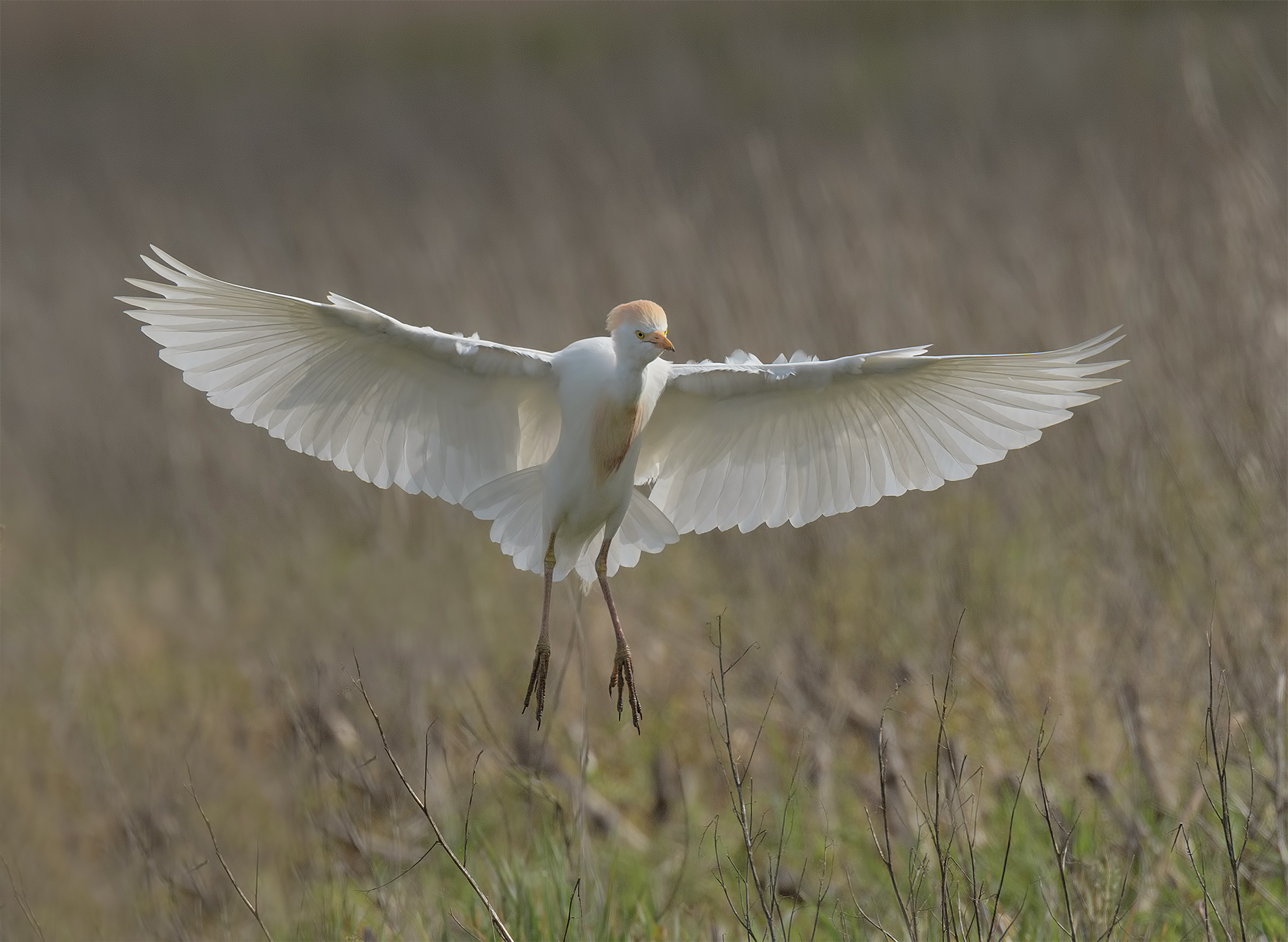 Cattle egret in wedding dress.
