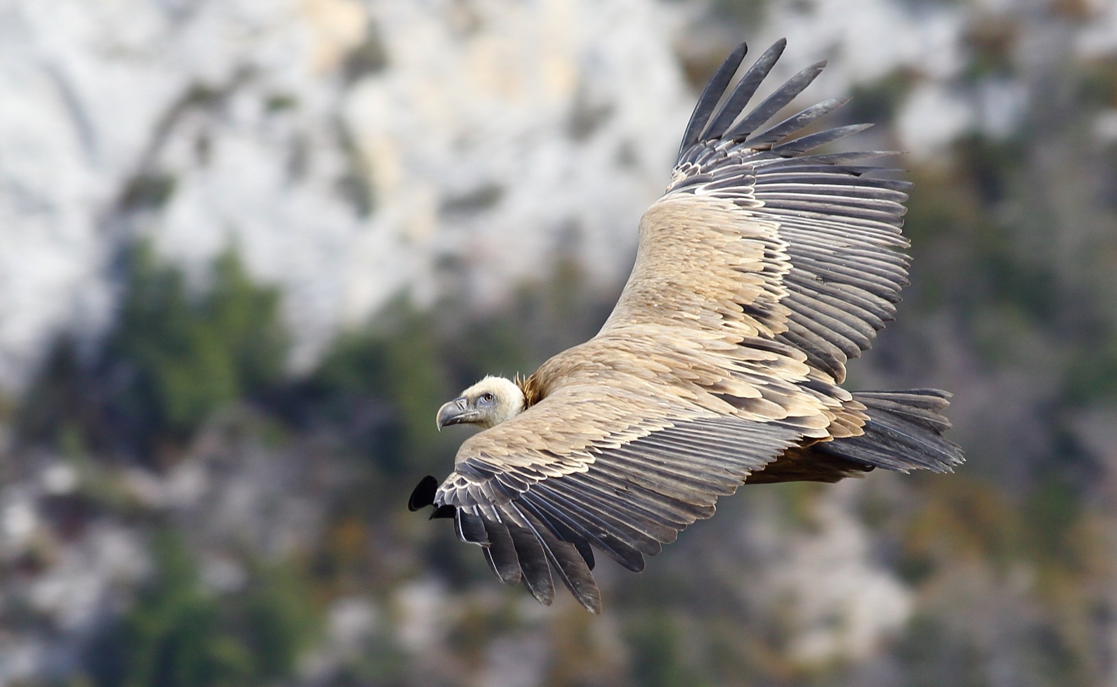 Grifone nel Verdon