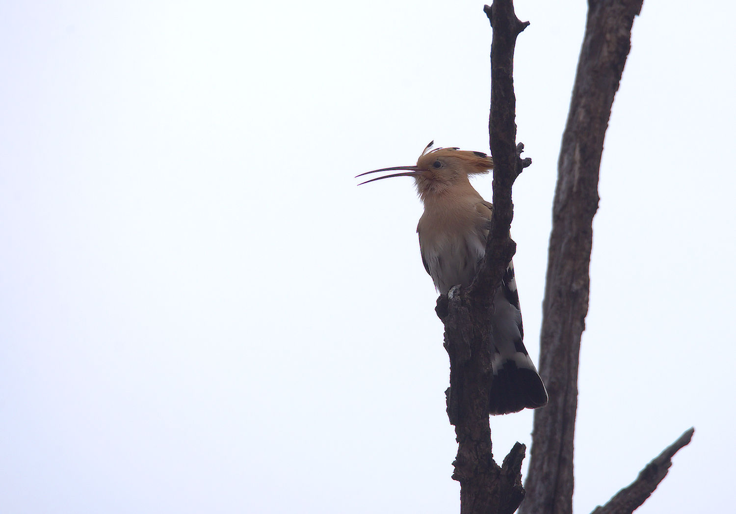 Hoopoe