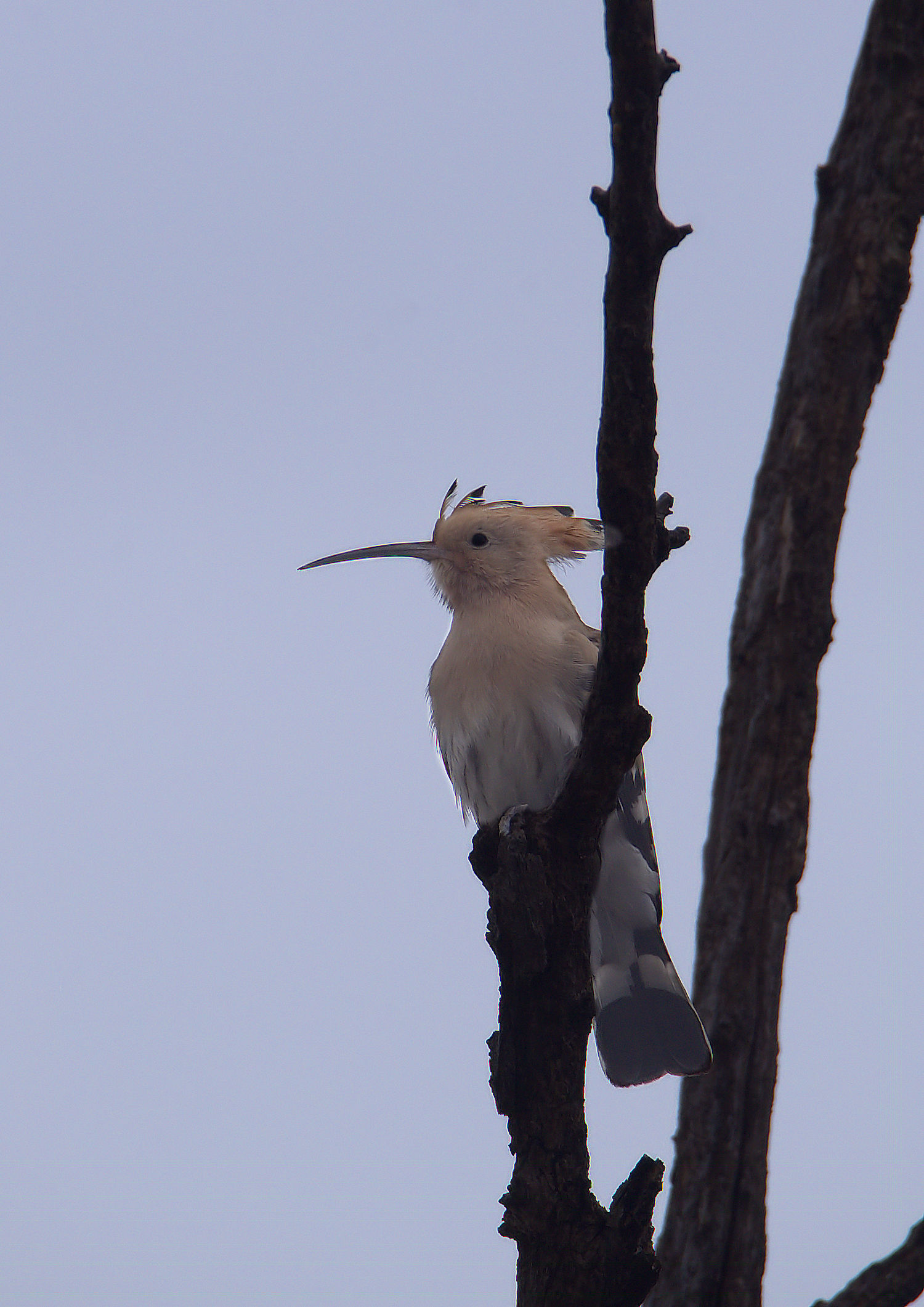 Hoopoe