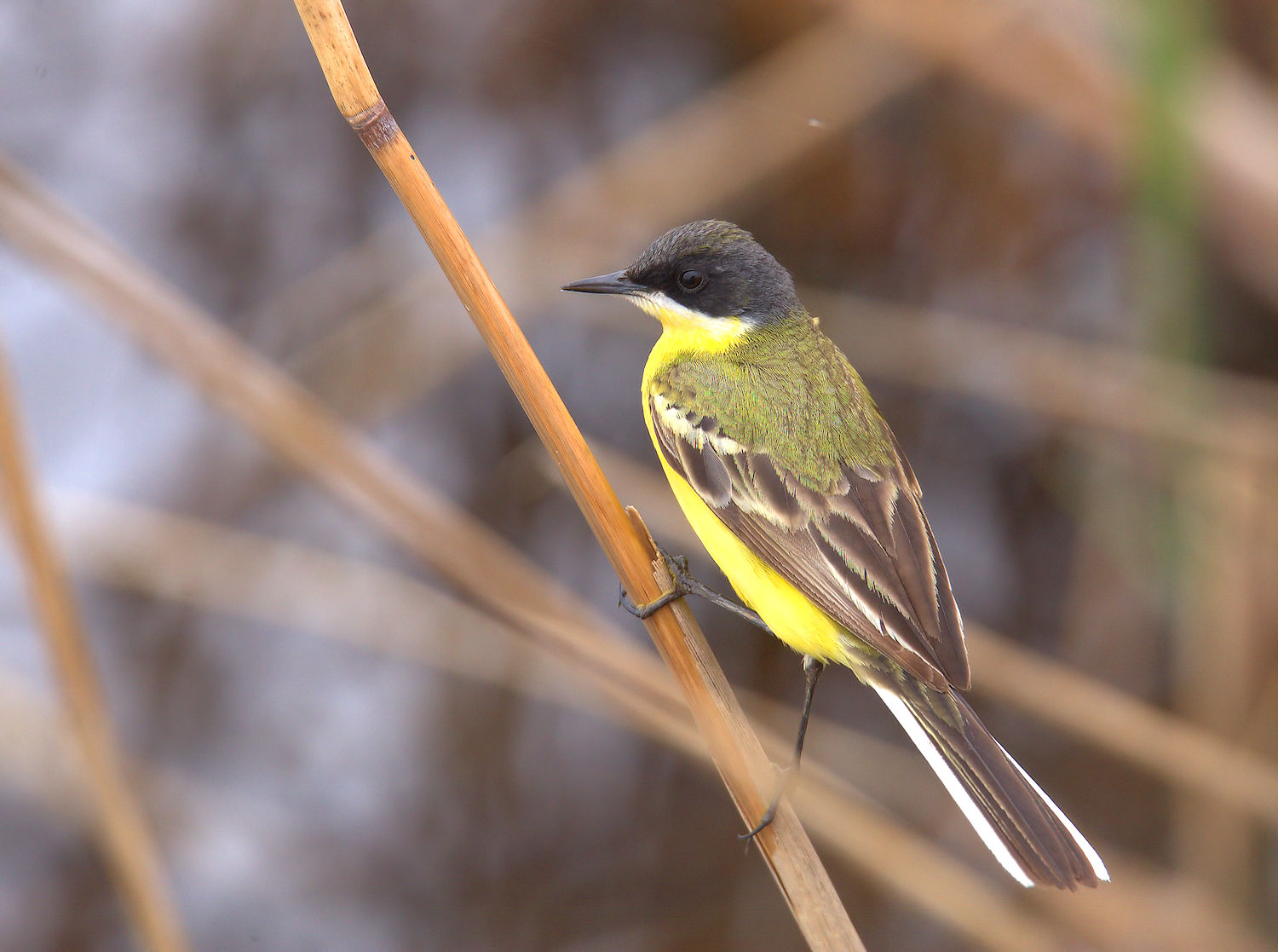 Yellow Wagtail